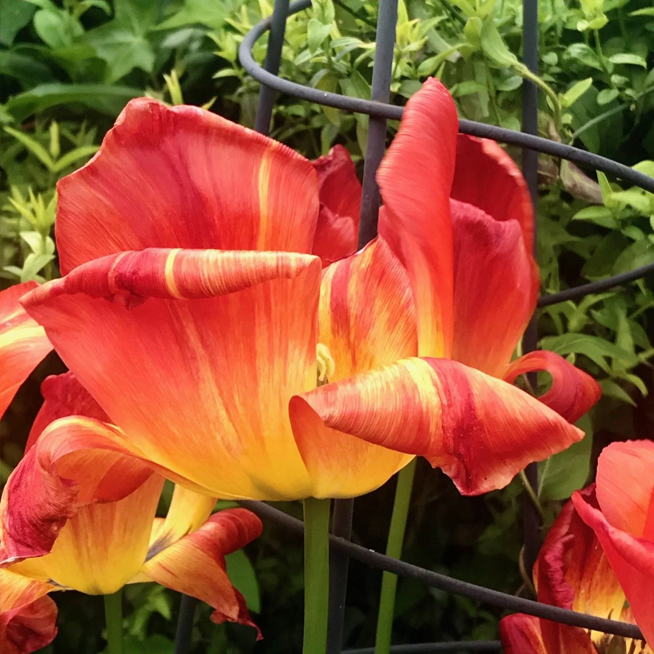 The Garden Year: May 2024