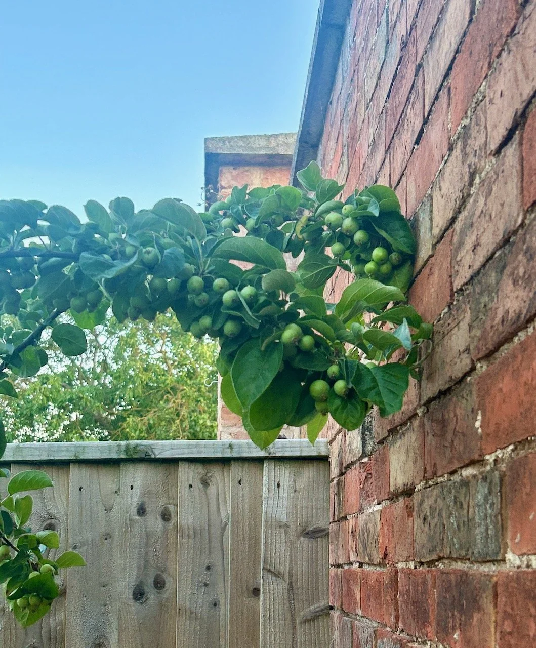 Crab apple tree branches growing towards the brick wall