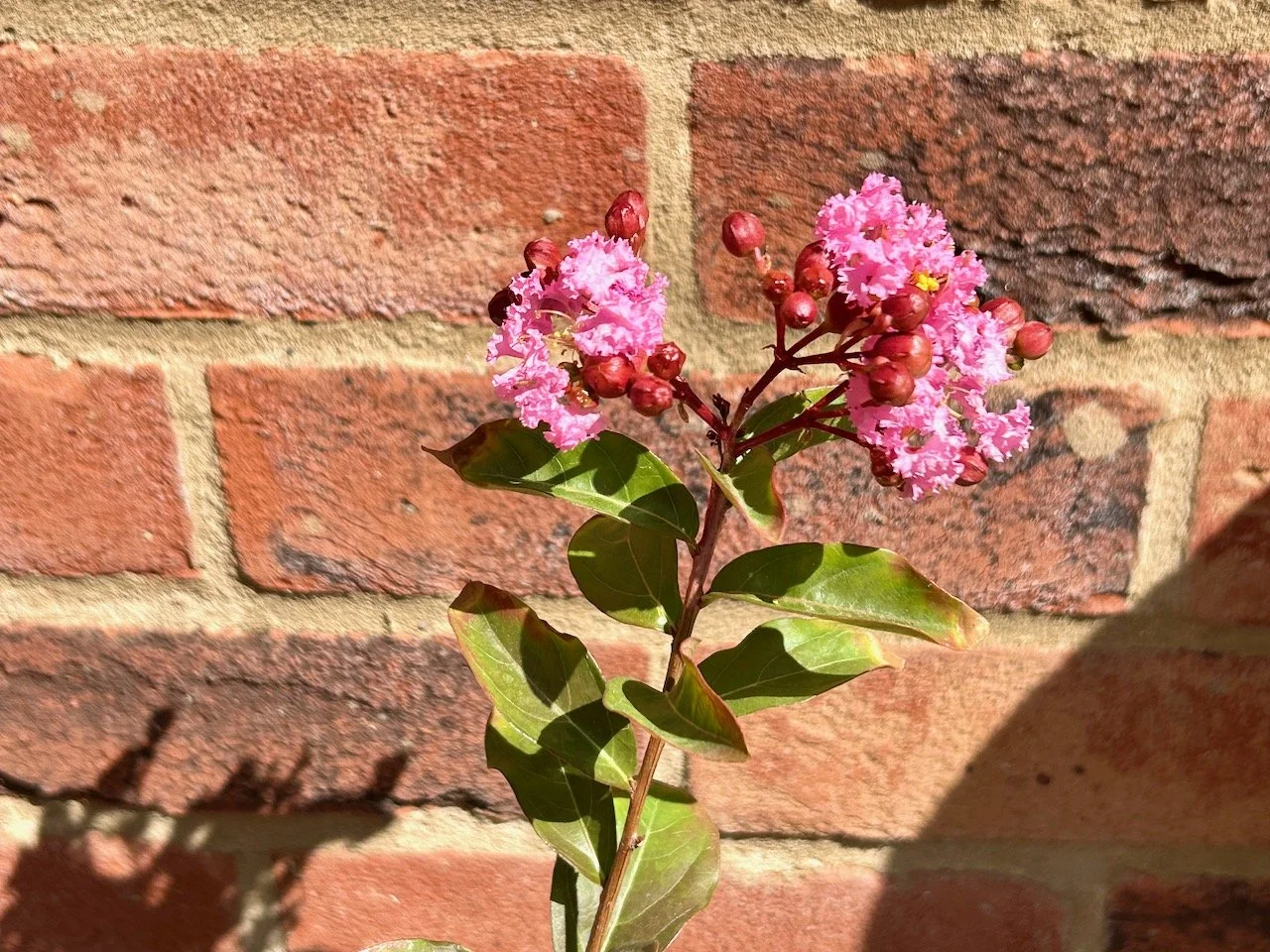 The pink flowers of the lagerstromeria - my star of the month