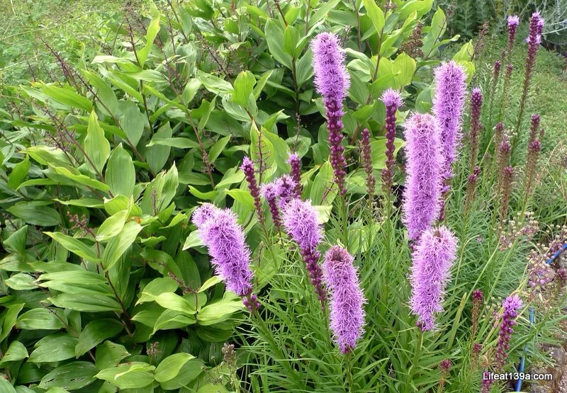 I know this one, Liatris Spicata
