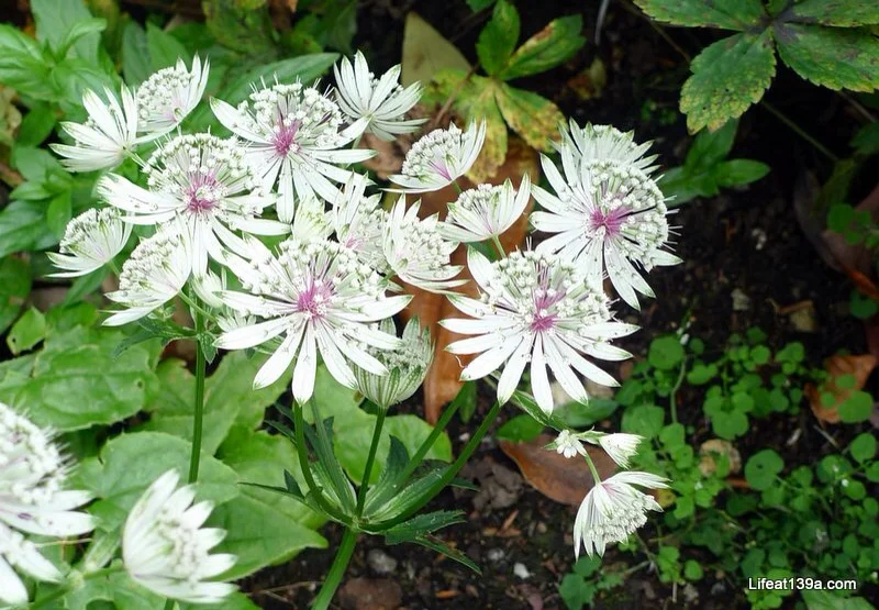 Beautifully delicate, an Astrantia not a hardy geranium - thanks @pknewhaven!
