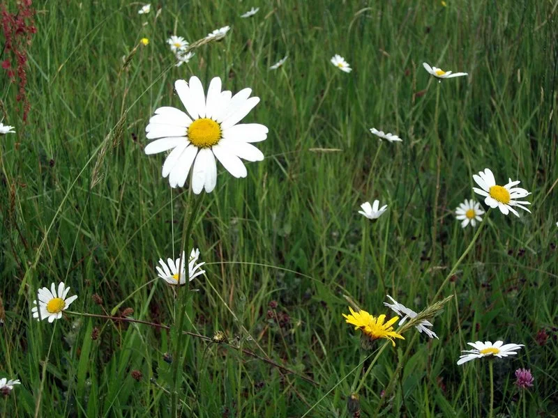 Furzey Gardens in the New Forest, June 2011