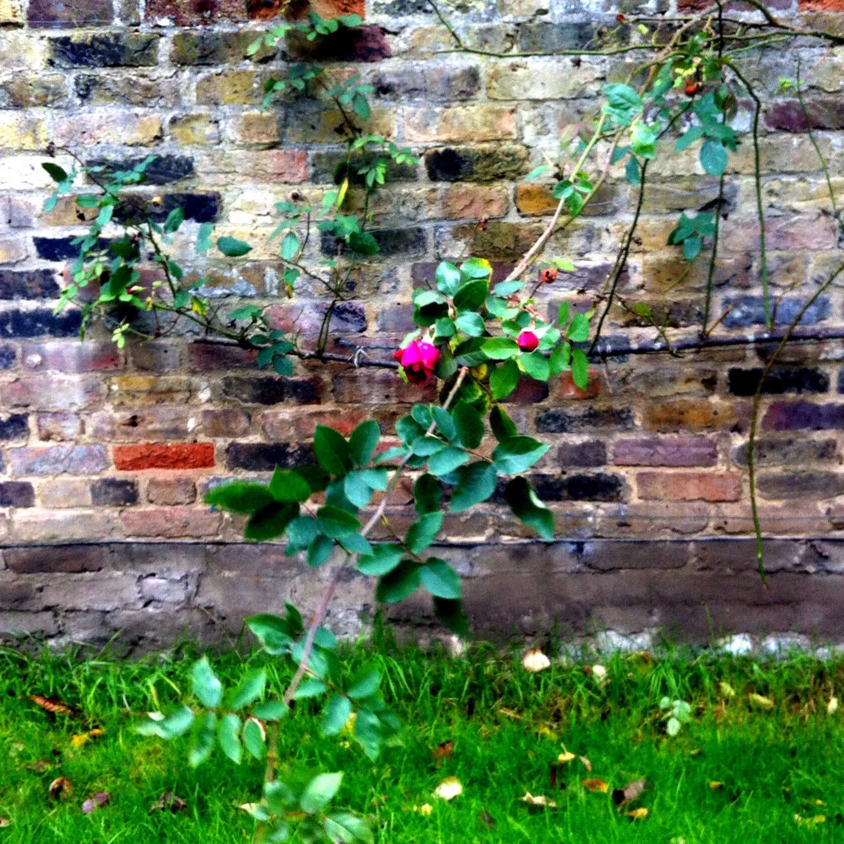 A climbing rose