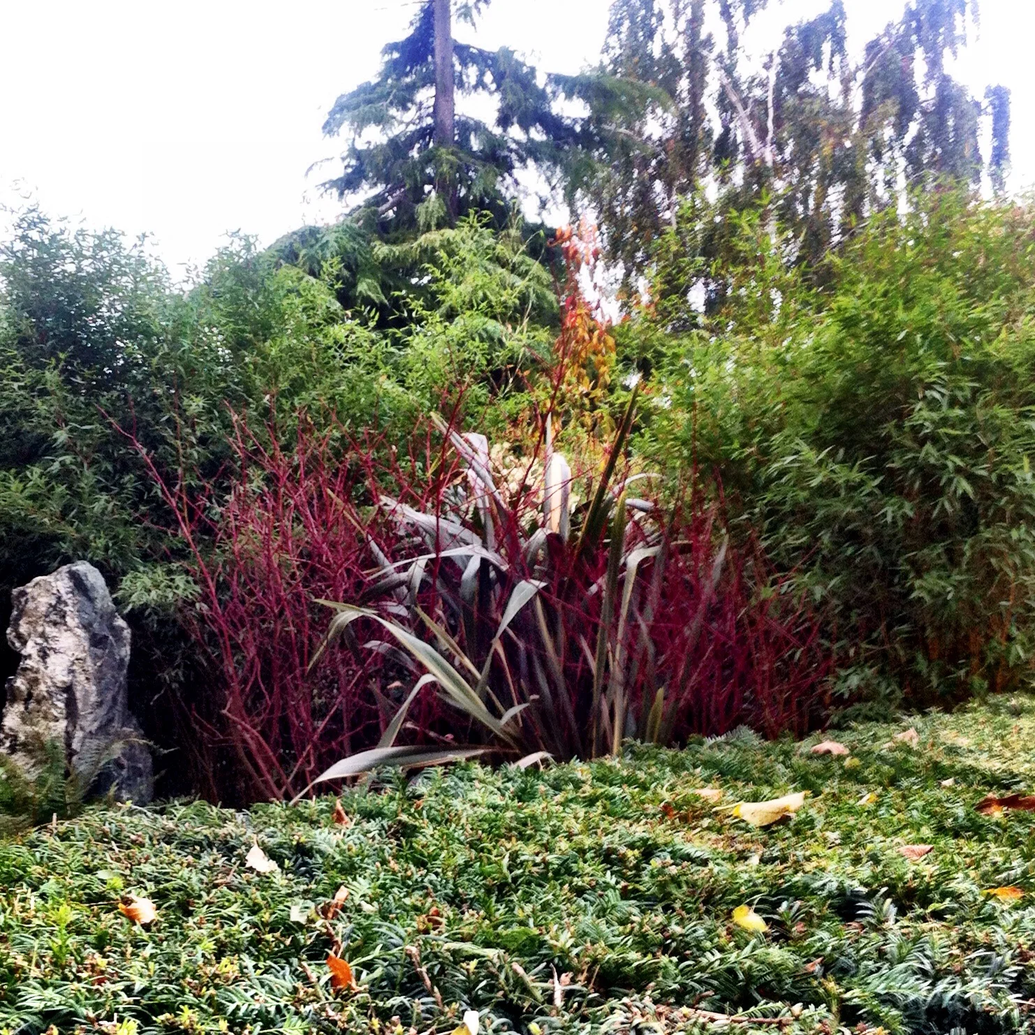 A burst of red over the Yew hedge