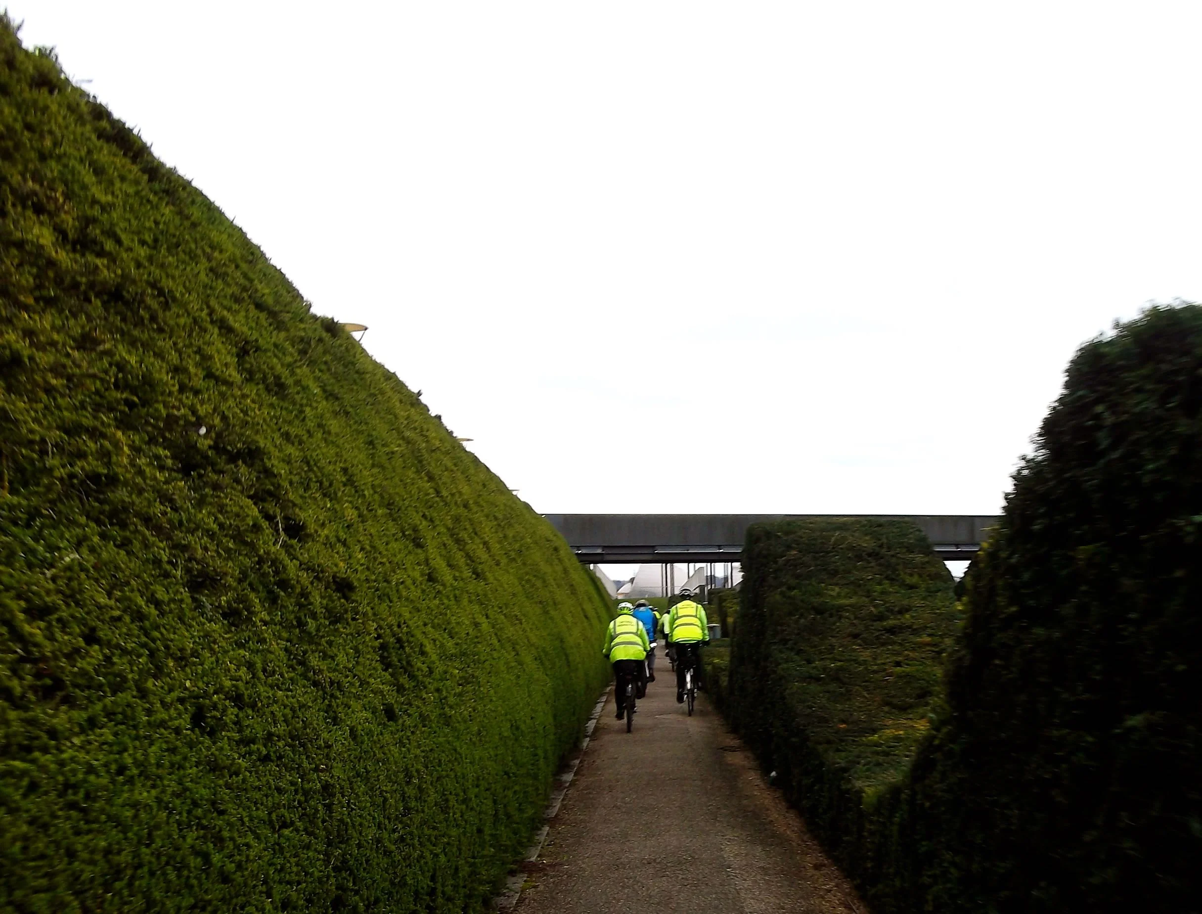 HOW TALL IS YOUR YEW?