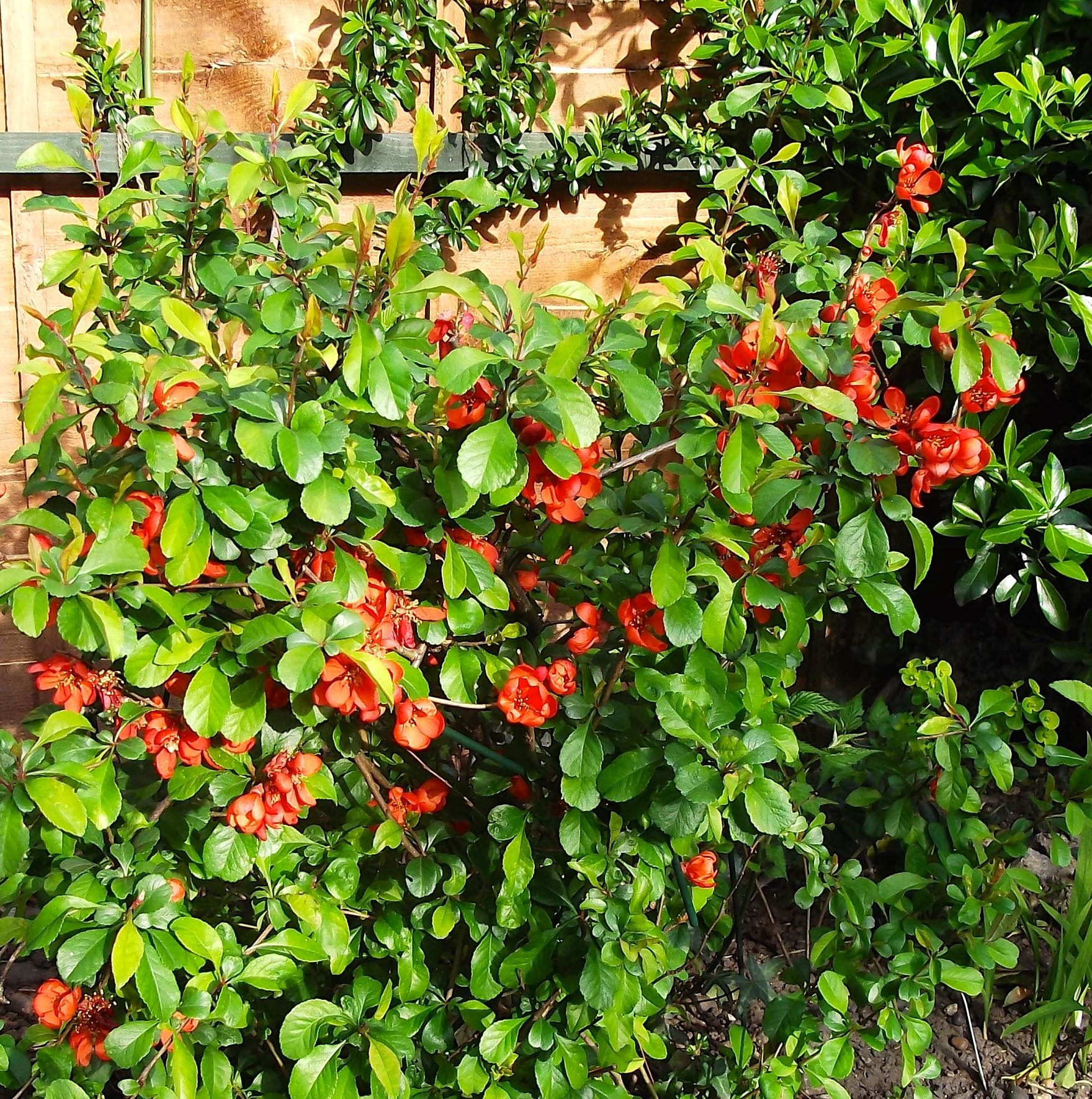 ORNAMENTAL QUINCE