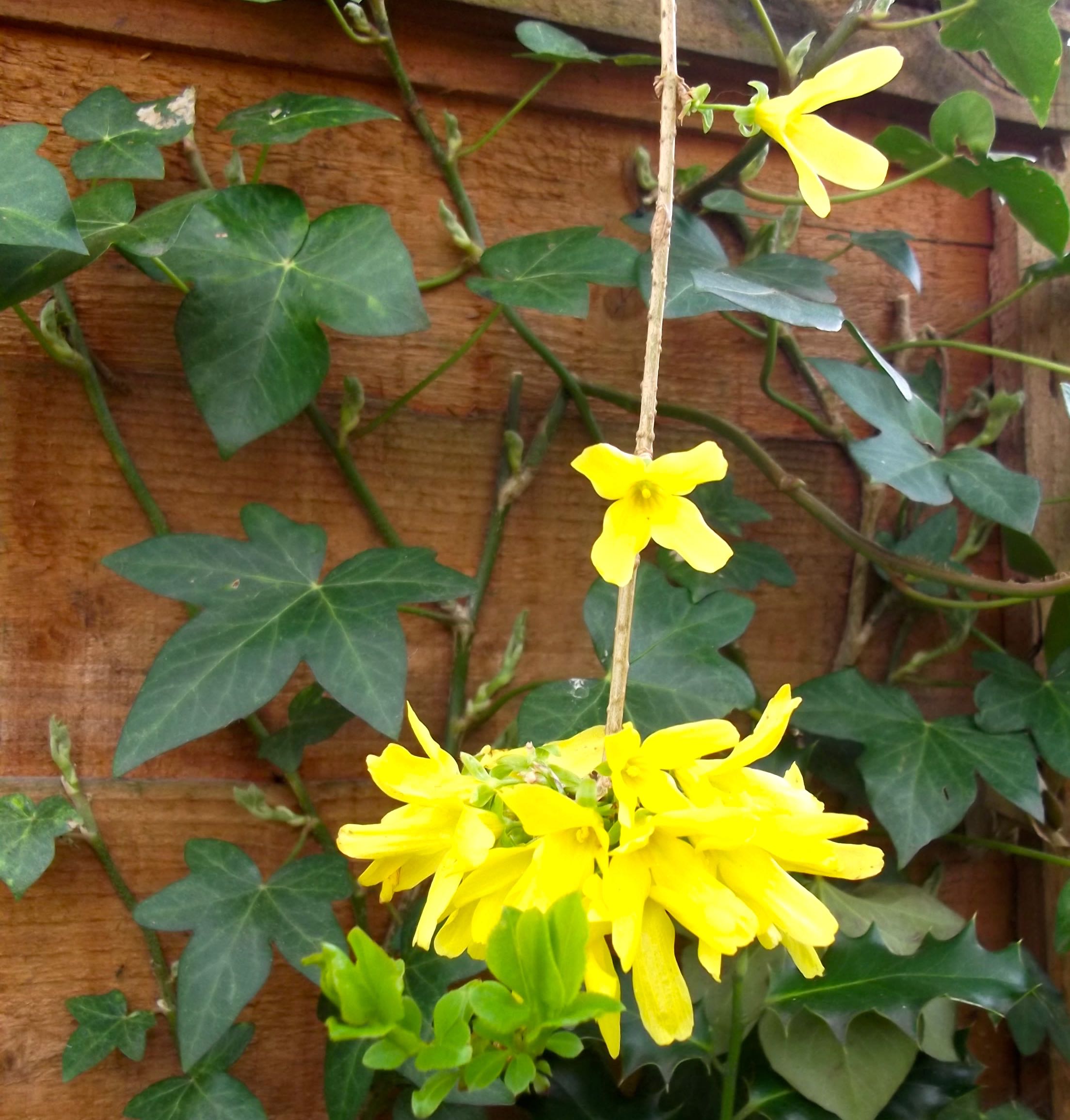 FORSYTHIA
