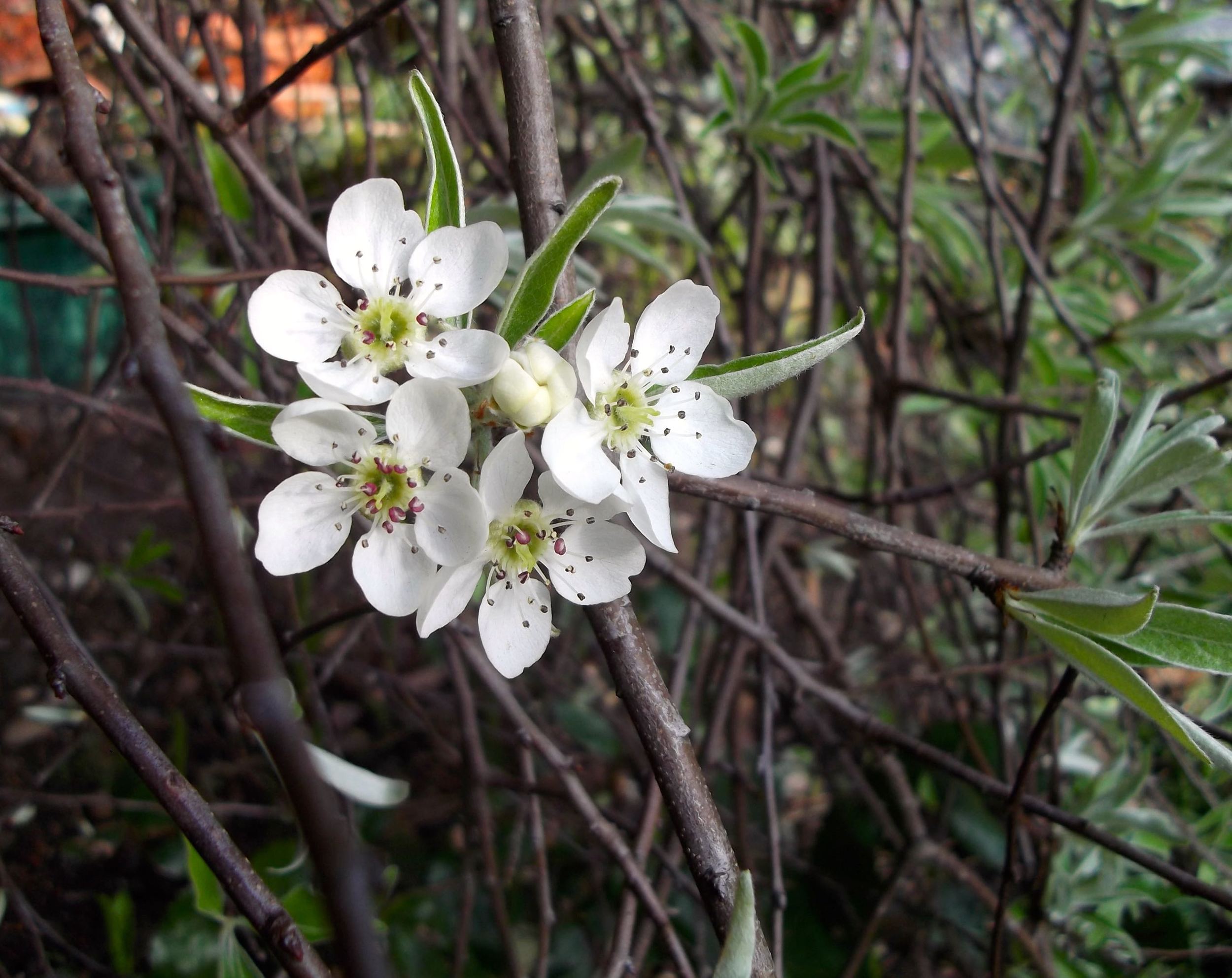 WILLOW PEAR