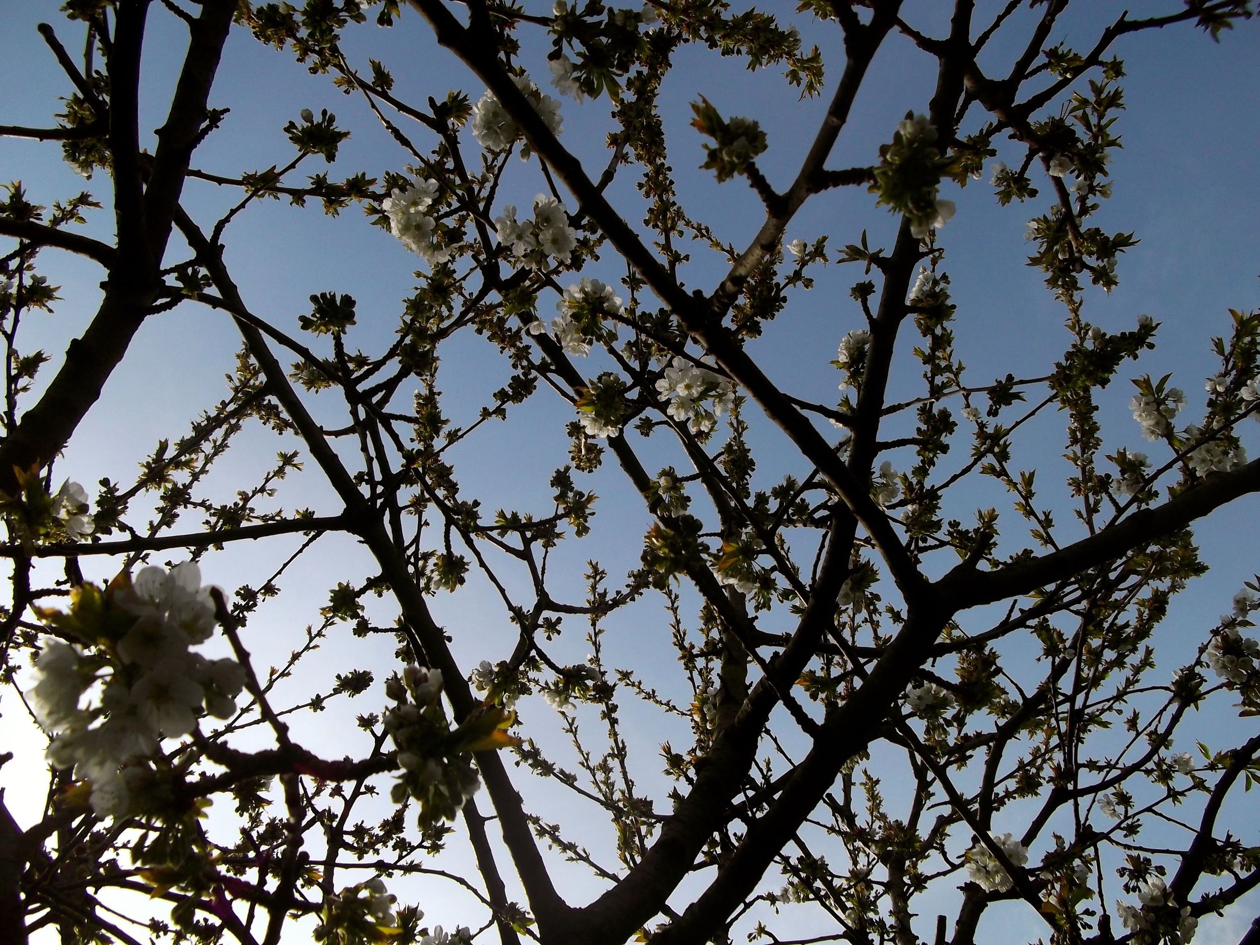 SUN, BLUE SKIES AND CHERRY BLOSSOM