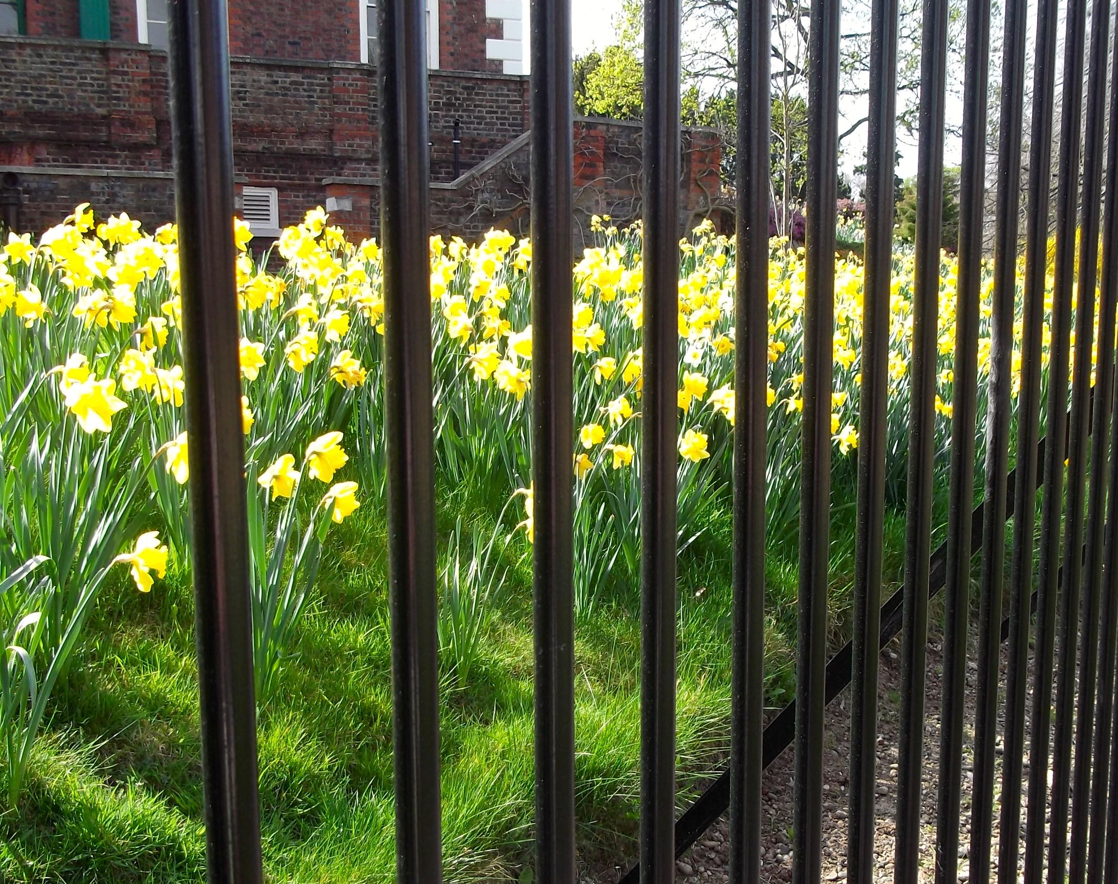 CAGED DAFFODILS