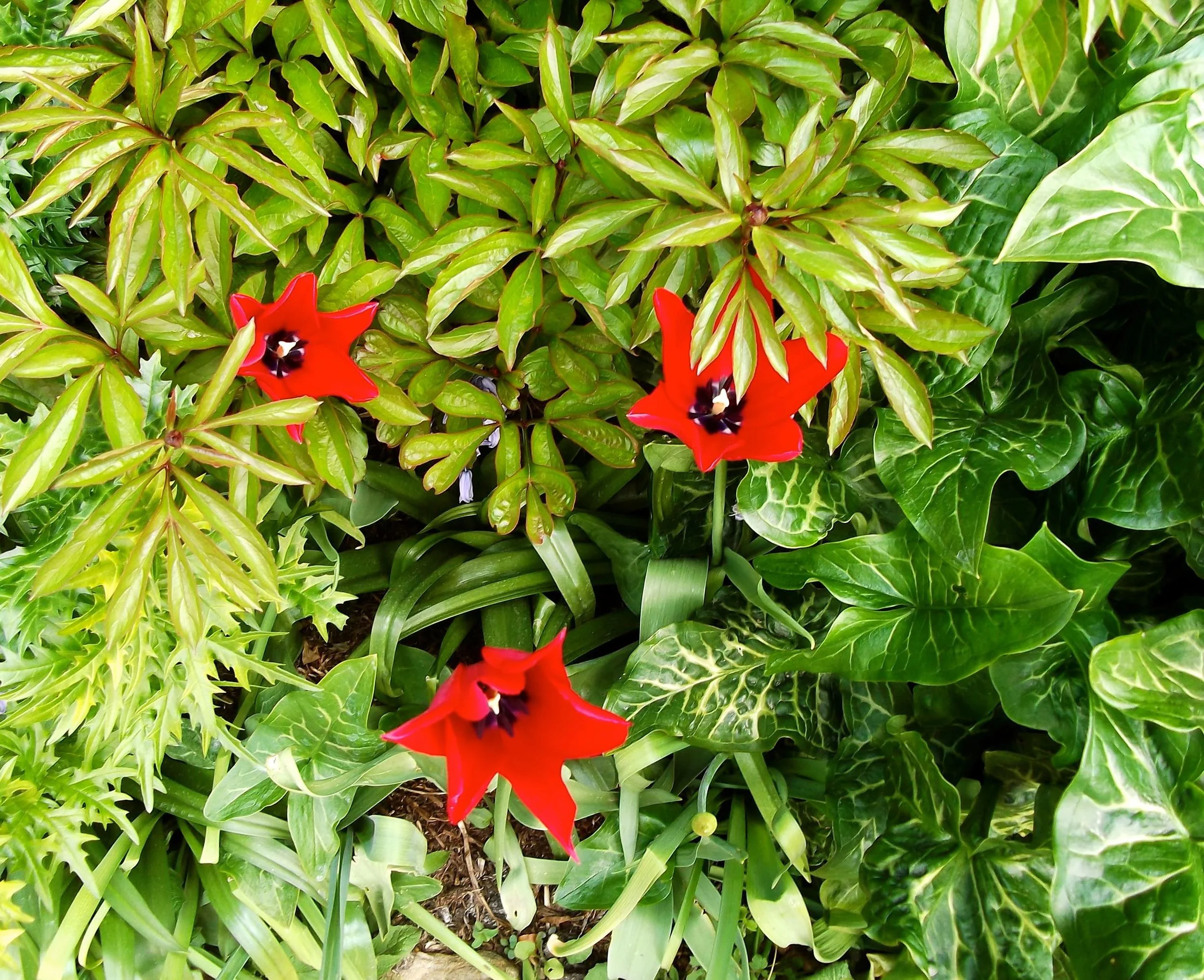standen_tulip_festival4.jpg