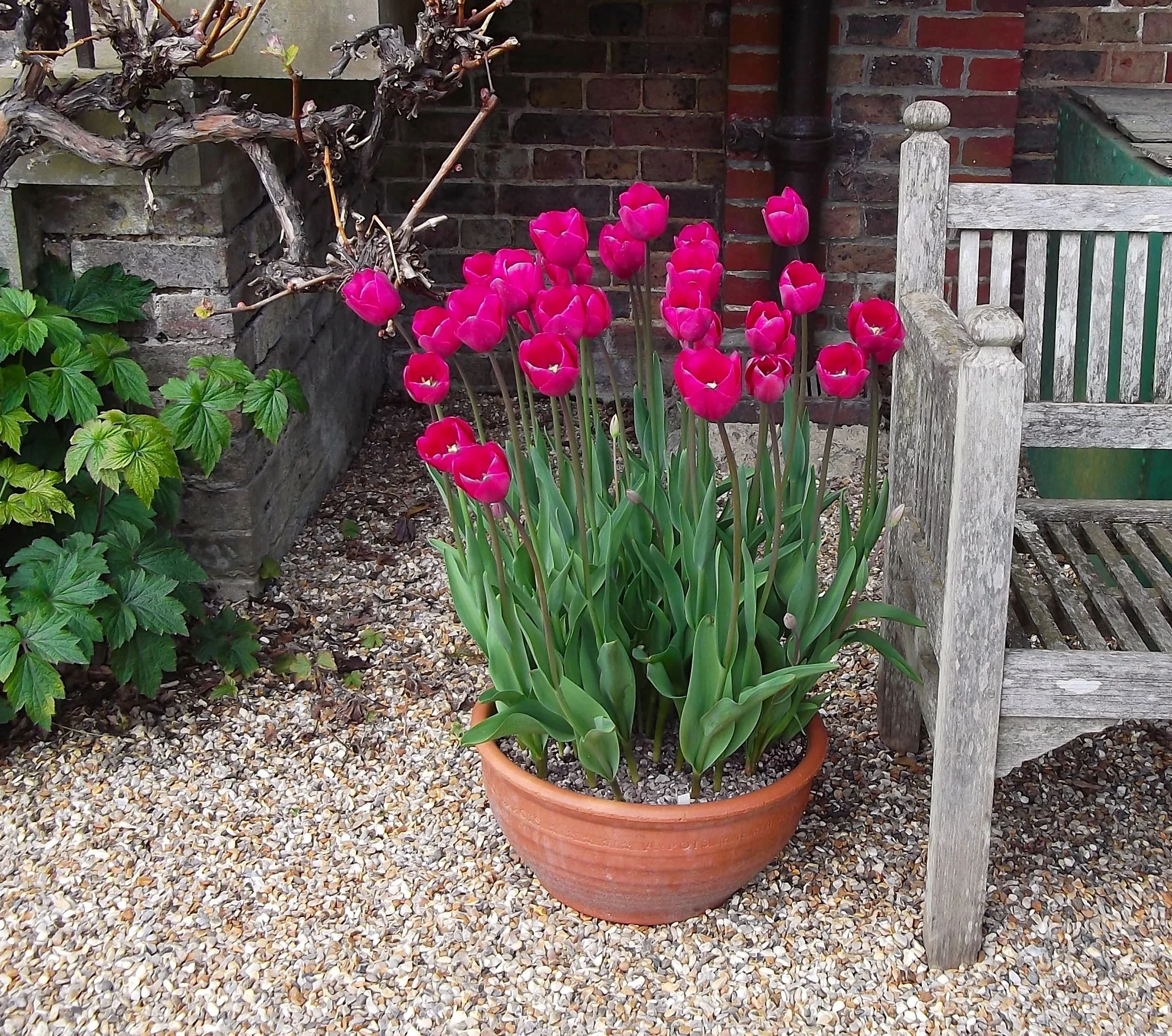 standen_tulips_bench.jpg