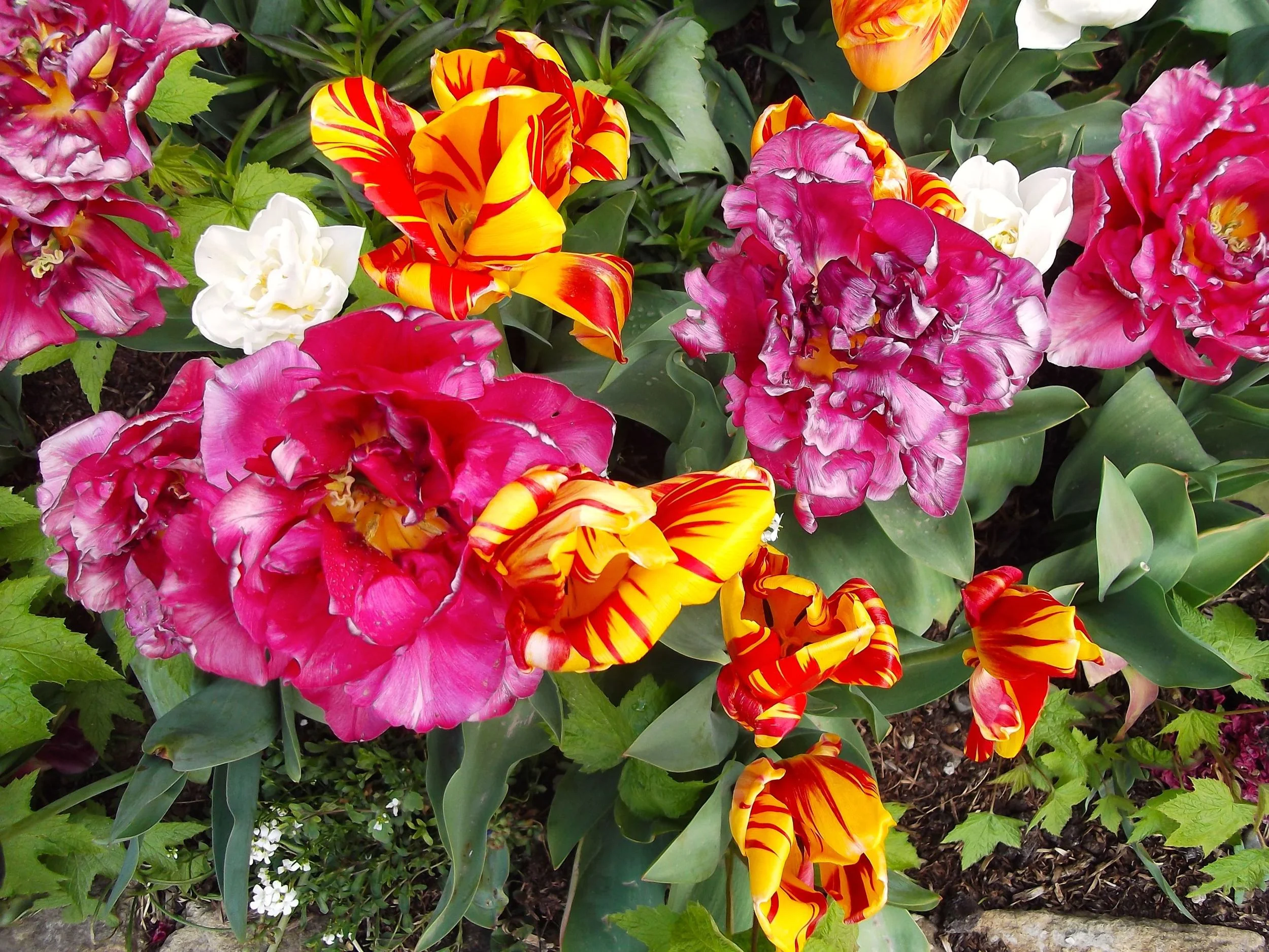 standen_tulip_festival3.jpg