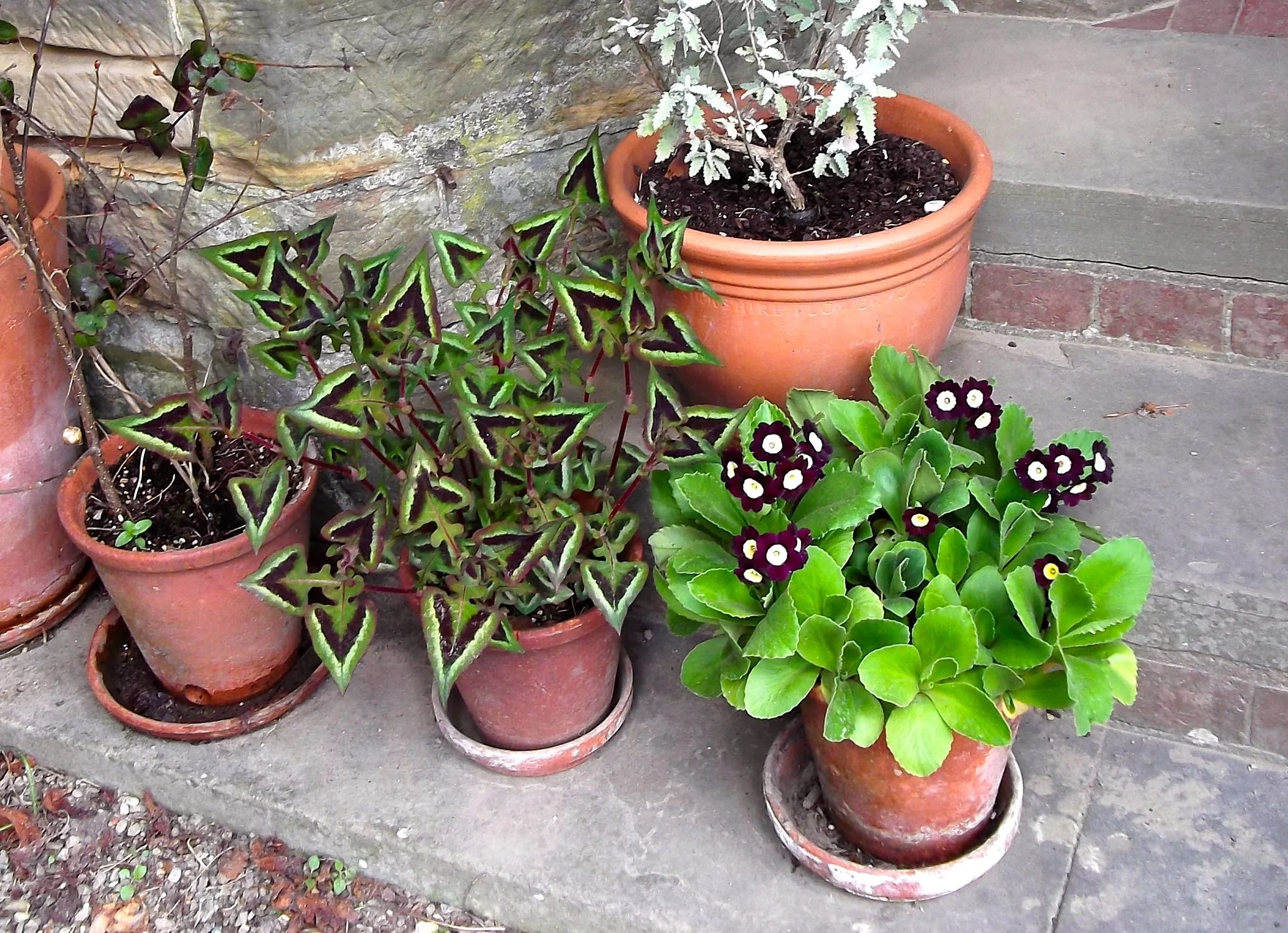standen_terrace_pots..jpg