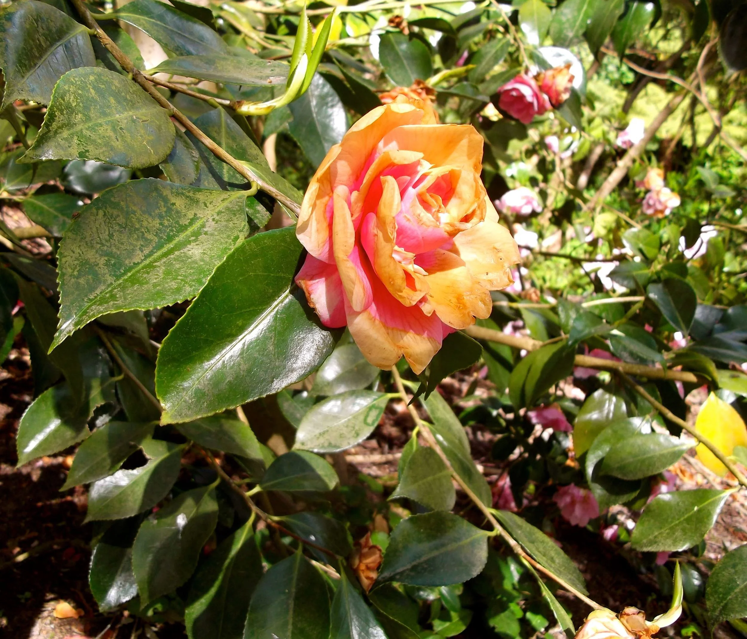 Standen_faded_camellia.jpg