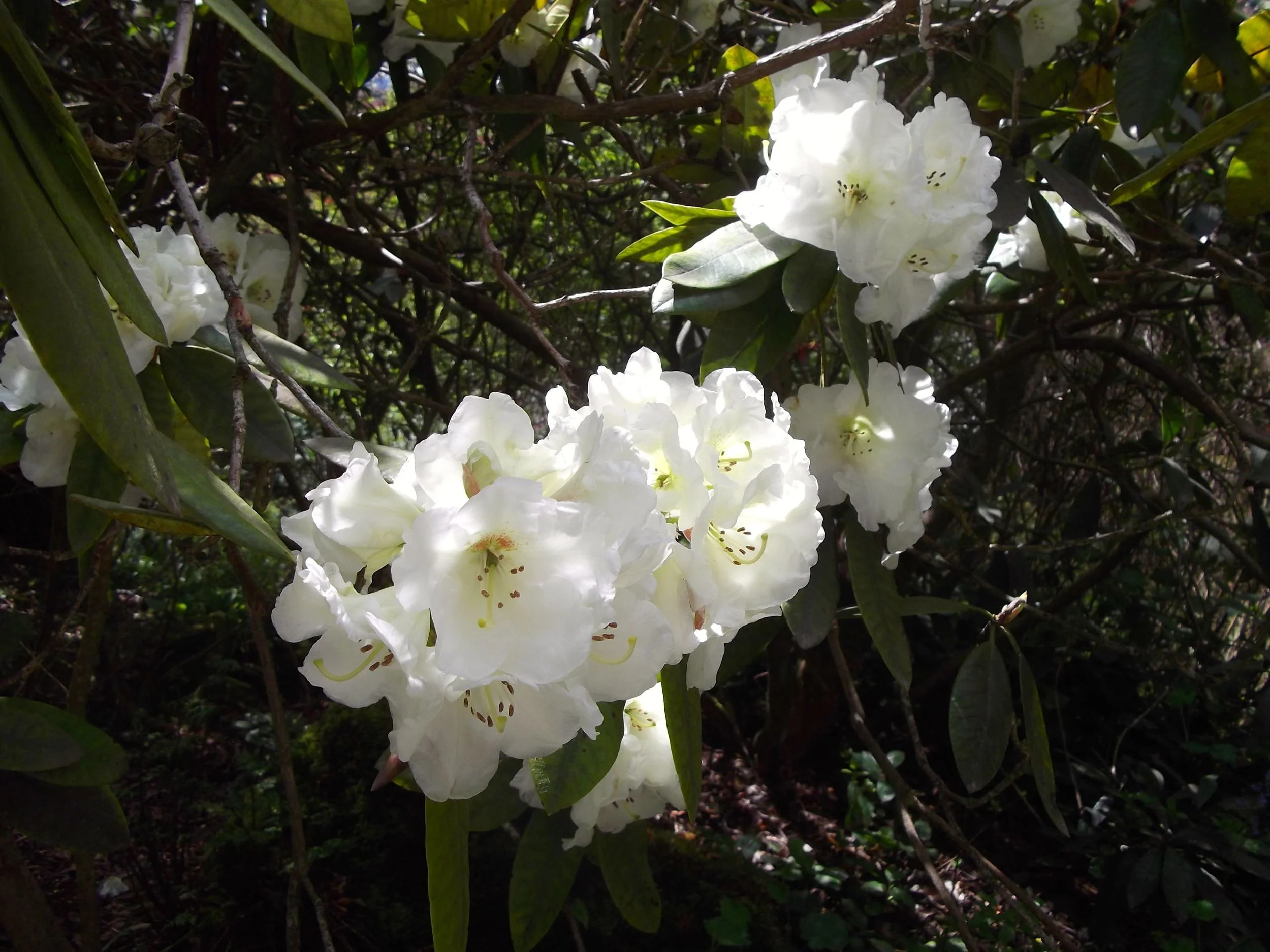 Standen_rhododendron.jpg