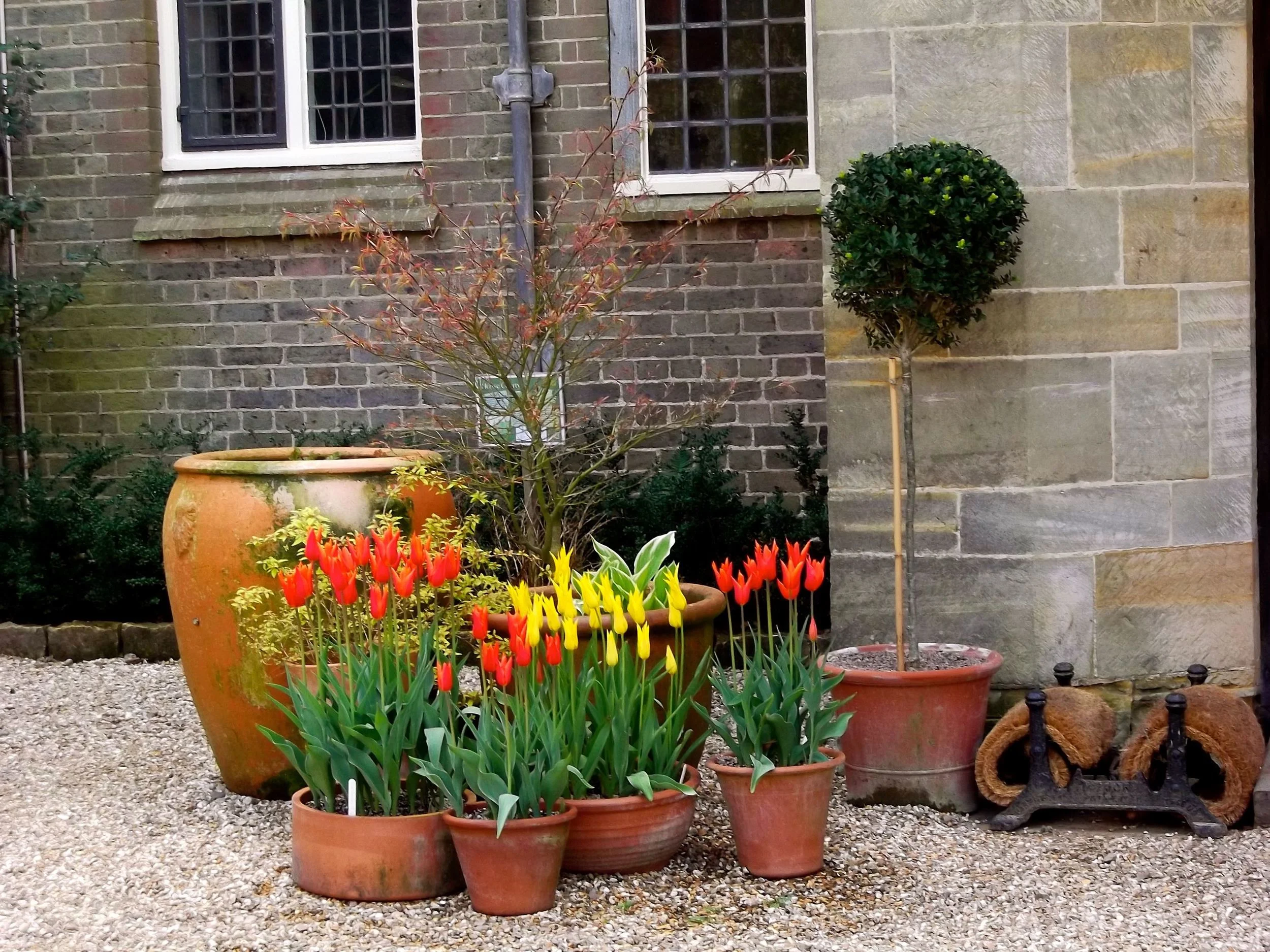 Standen_Tulip_courtyard_pots.jpg