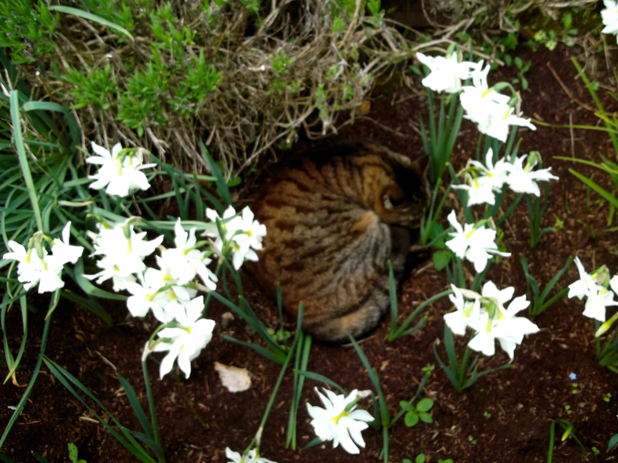 Standen_sleeping_cat.jpg