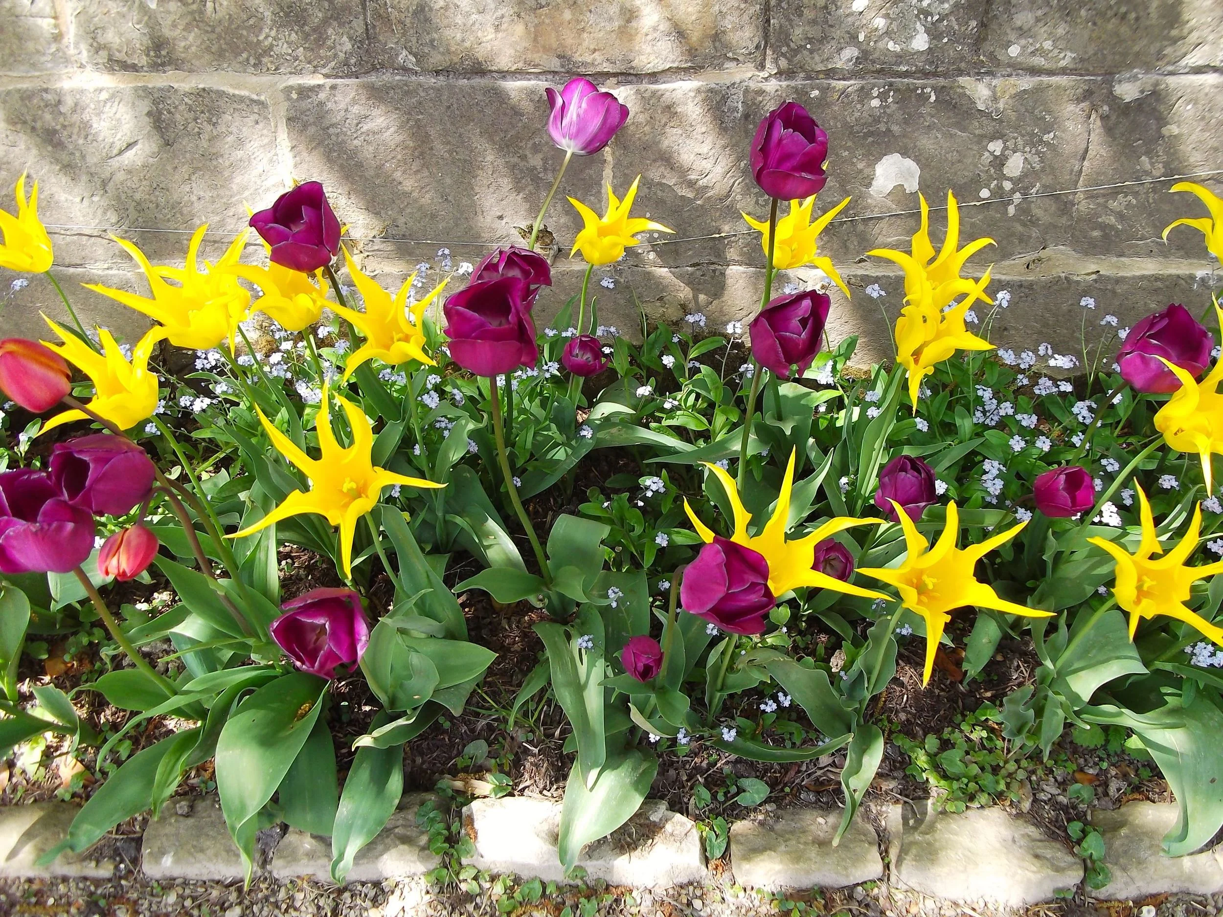 Standen_Tulip_Festival.jpg
