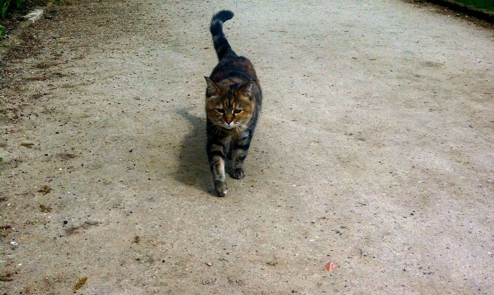 Cat_Standen.jpg