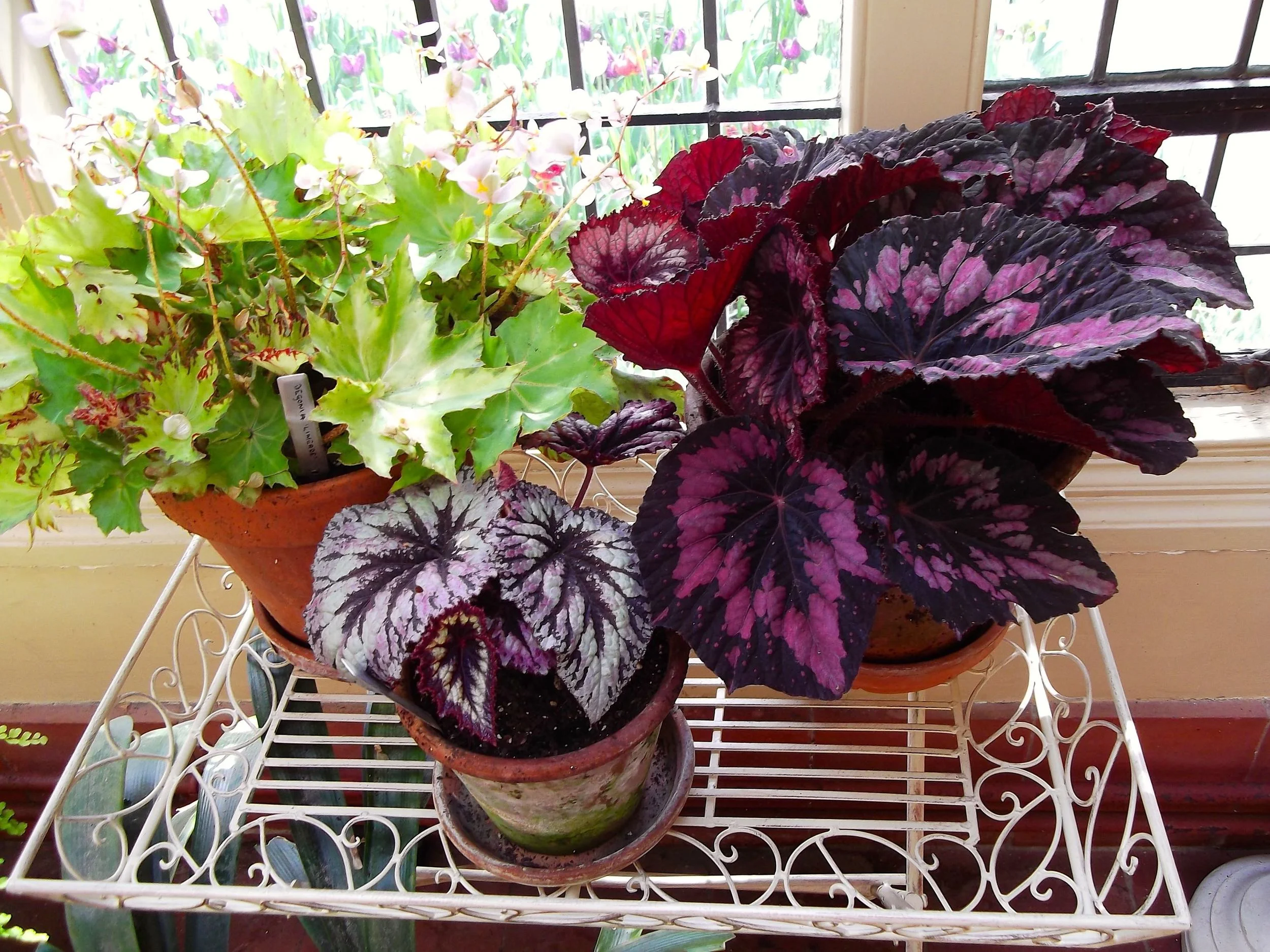 COLEUS