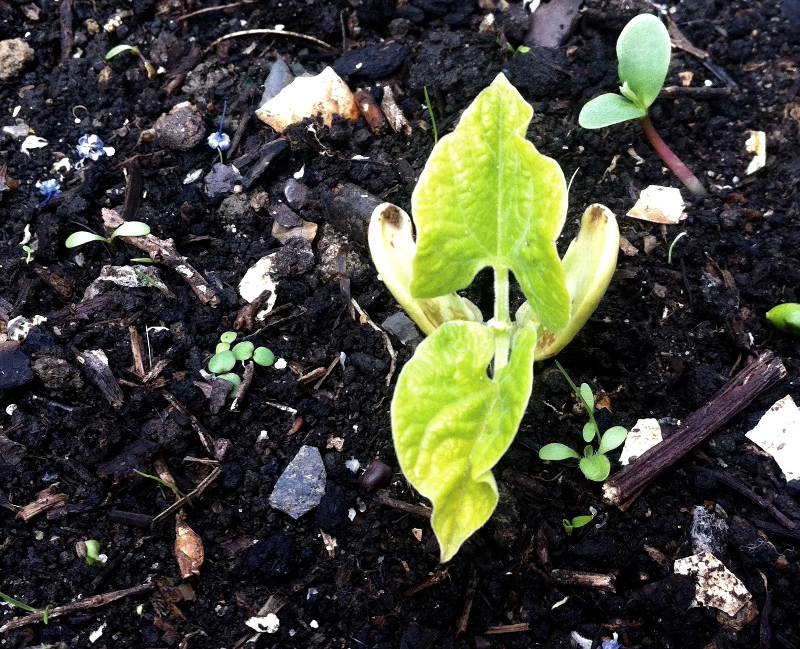 MORE BEANS: THESE ARE BOBIS D'ALBENGA - THE DWARF BEAN THAT THINKS IT'S ITALIAN (ACCORDING TO THE PACKET)