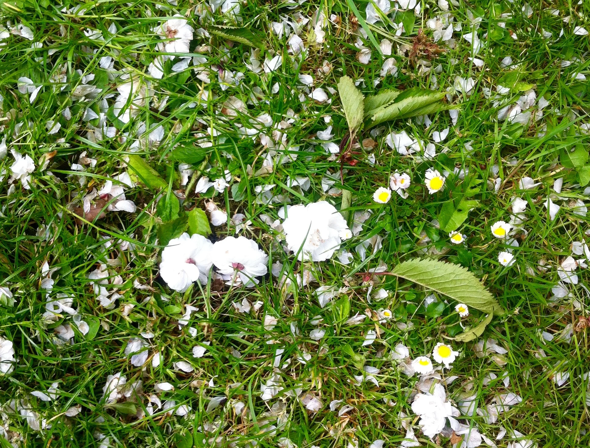 GrassBlossomStorm.jpg