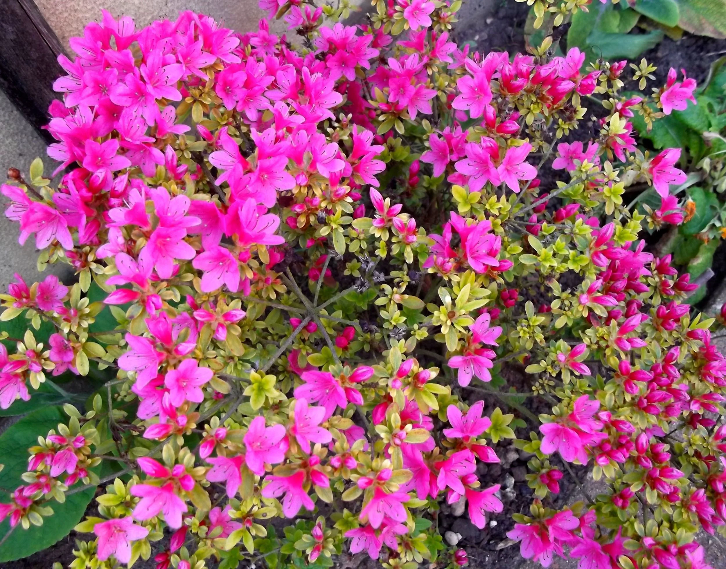 pink.jpg