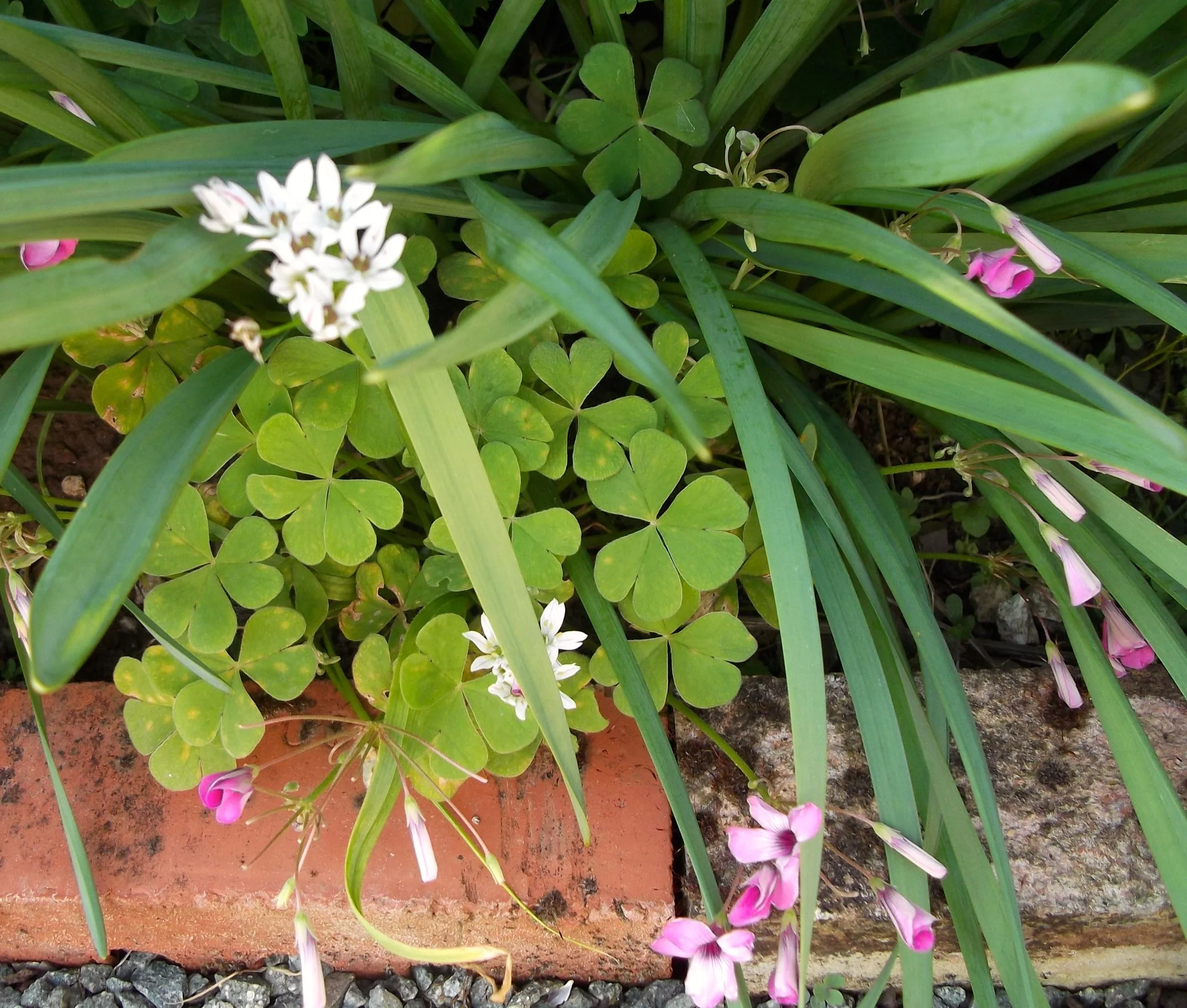 flowerbeds.jpg
