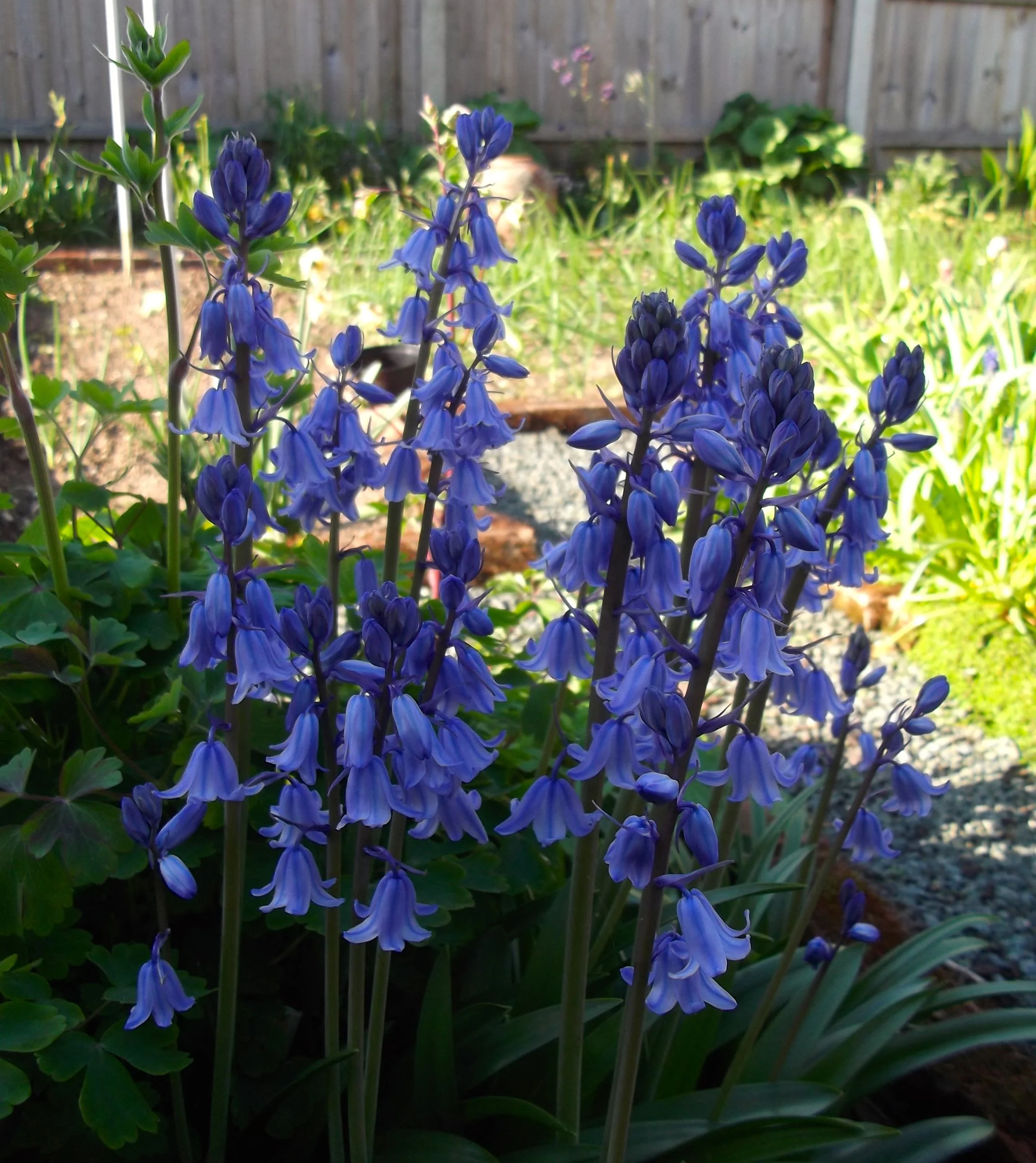 bluebells.jpg