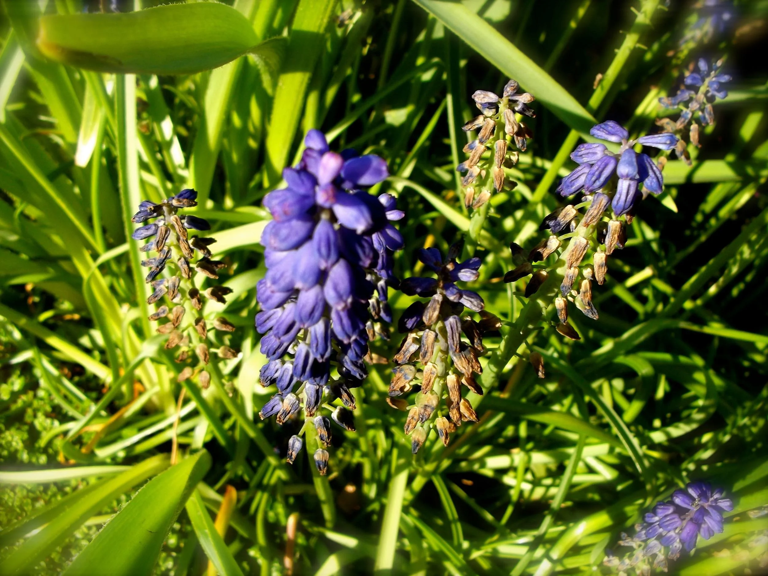 muscari.jpg