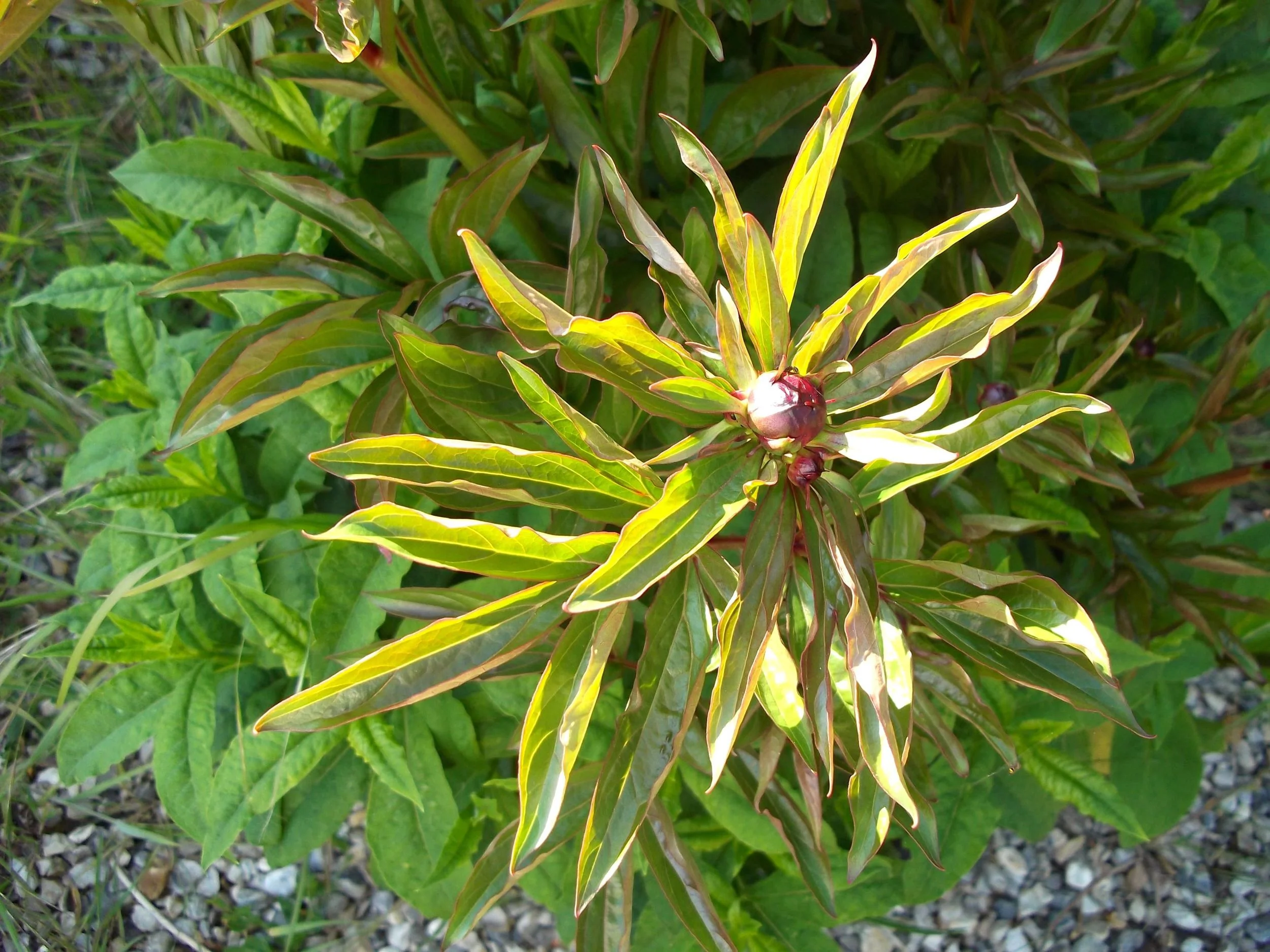 peony.jpg