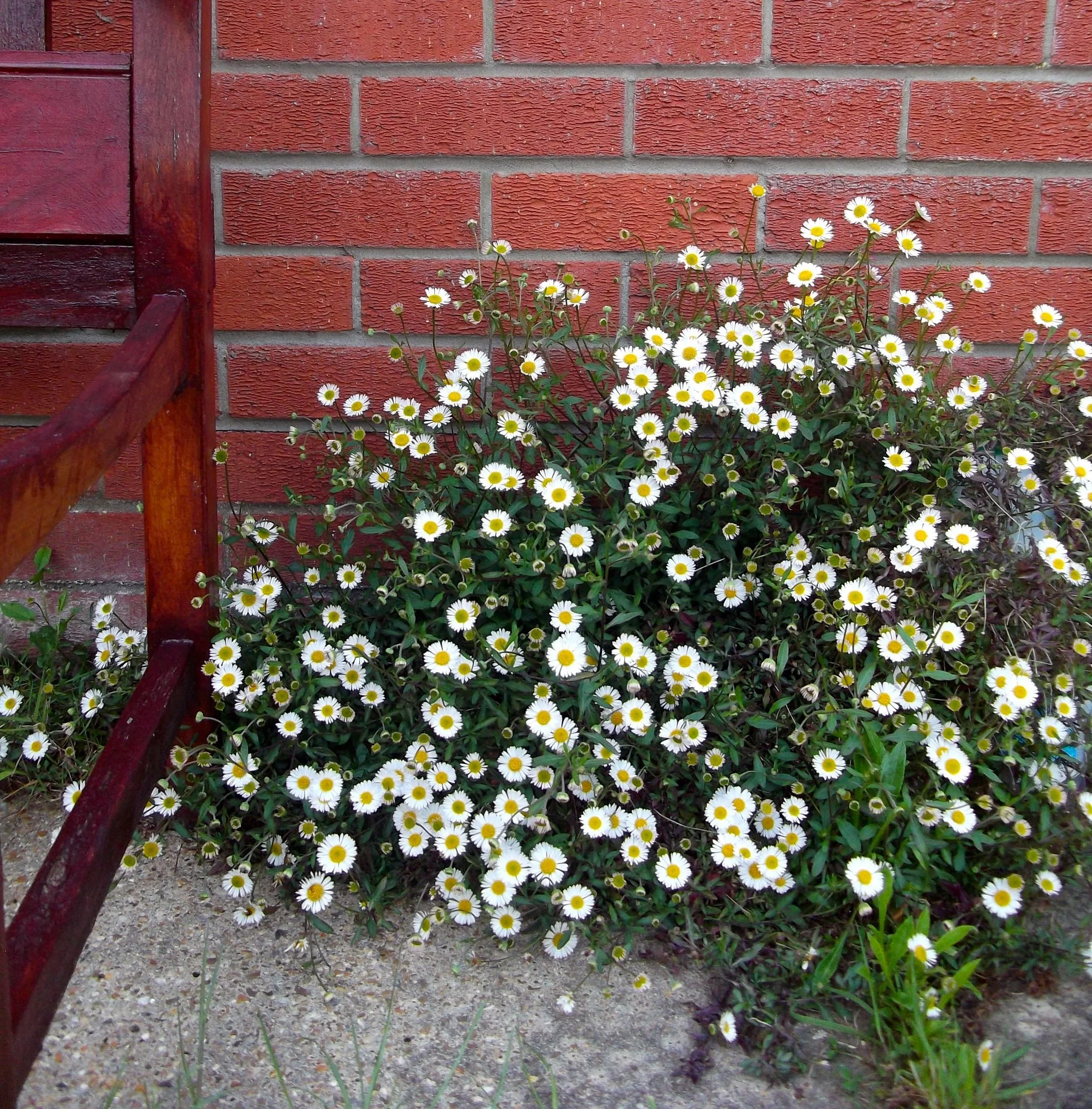 daisylike.jpg