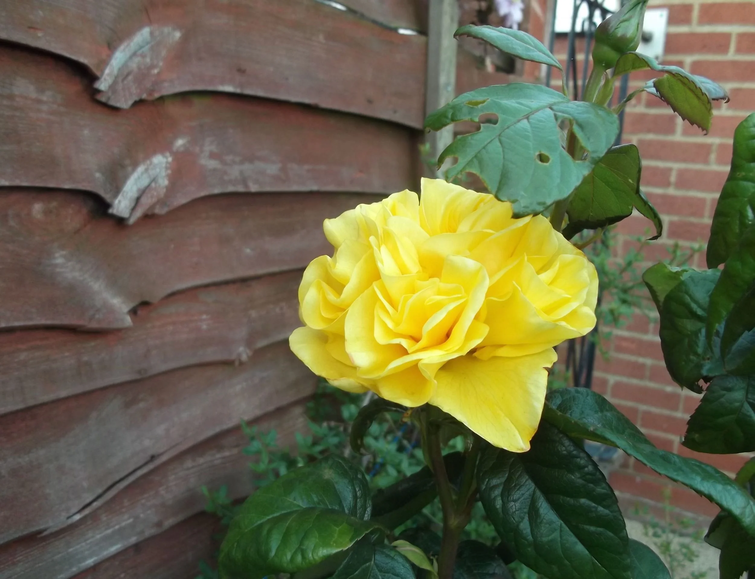 yellowrose.jpg