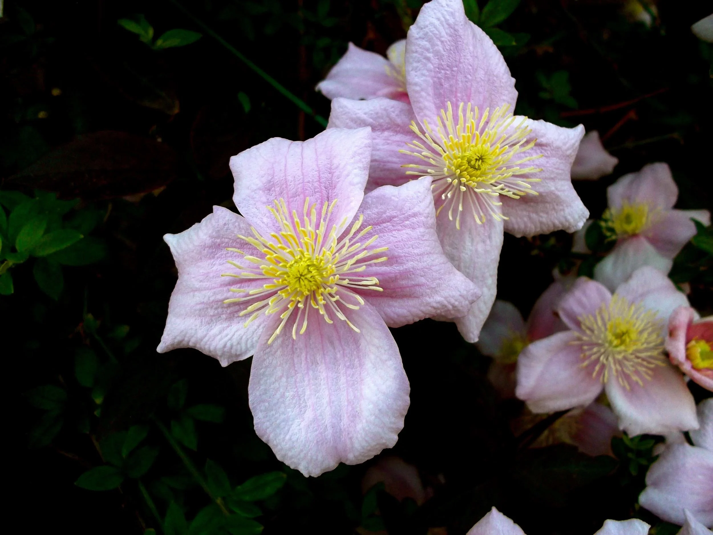 pinkclematis.jpg