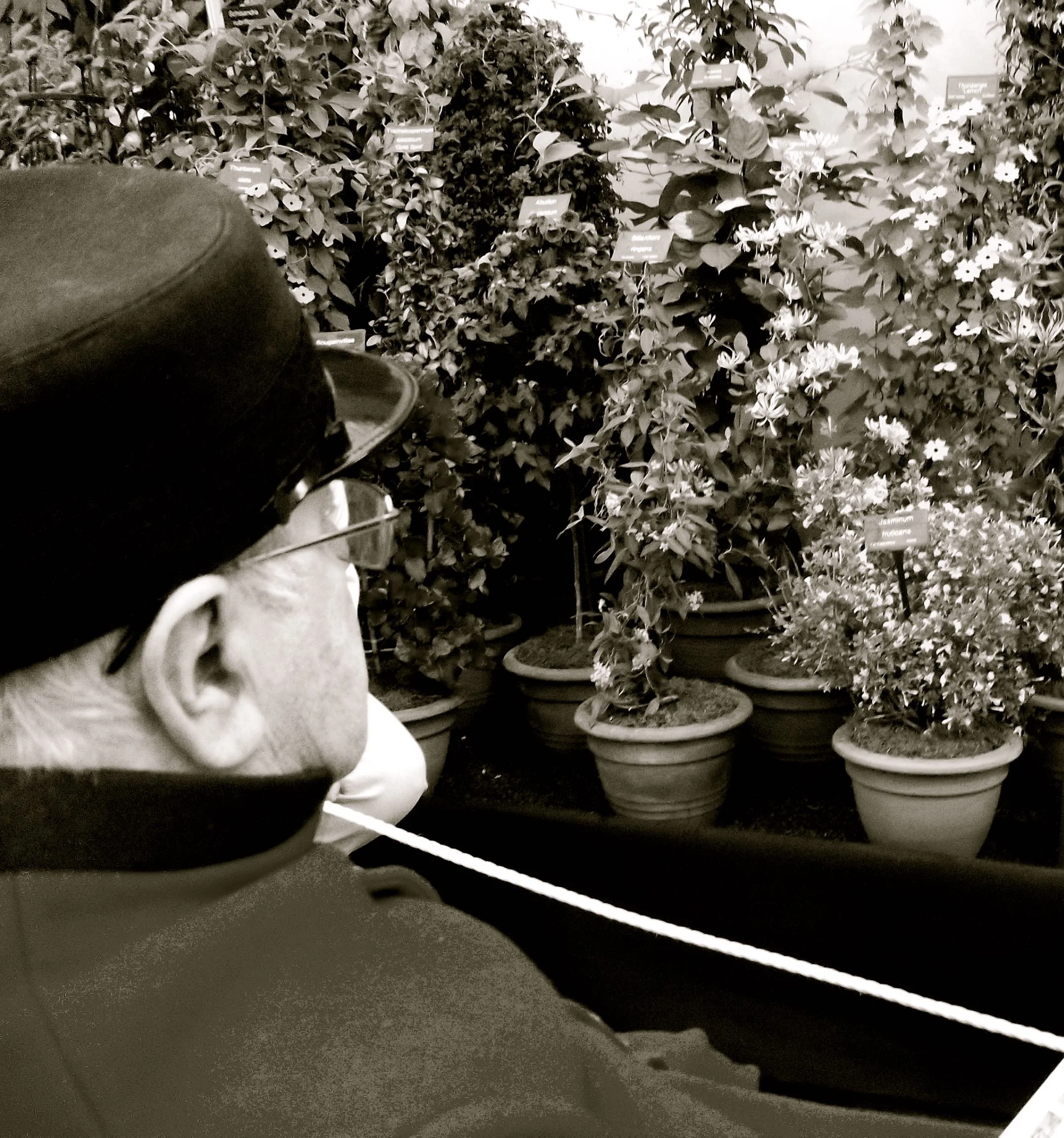 A CHELSEA PENSIONER ADMIRING THE BLOOMS
