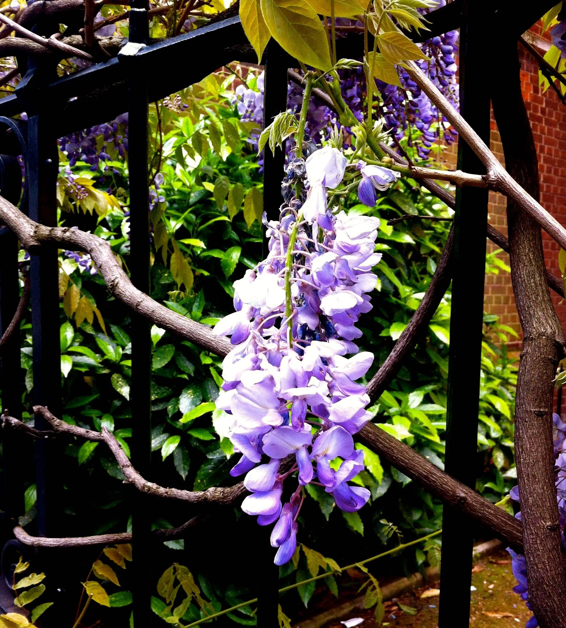 Wisteria.jpg