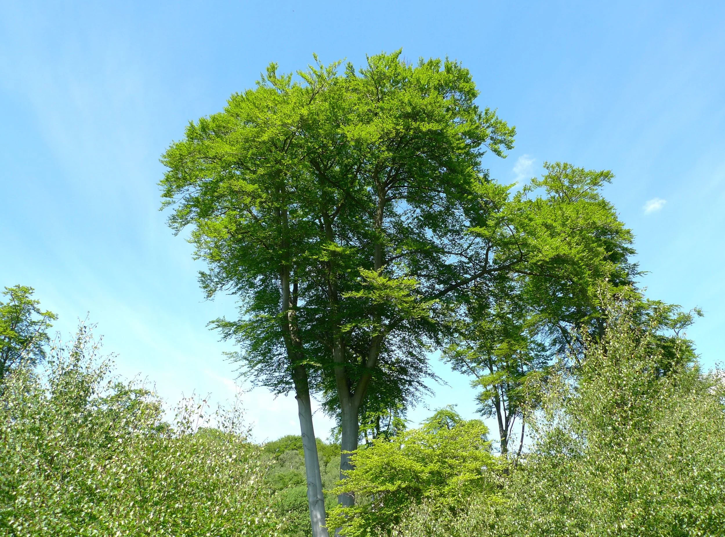 Discovering Epping Forest tall trees blue skies.jpg
