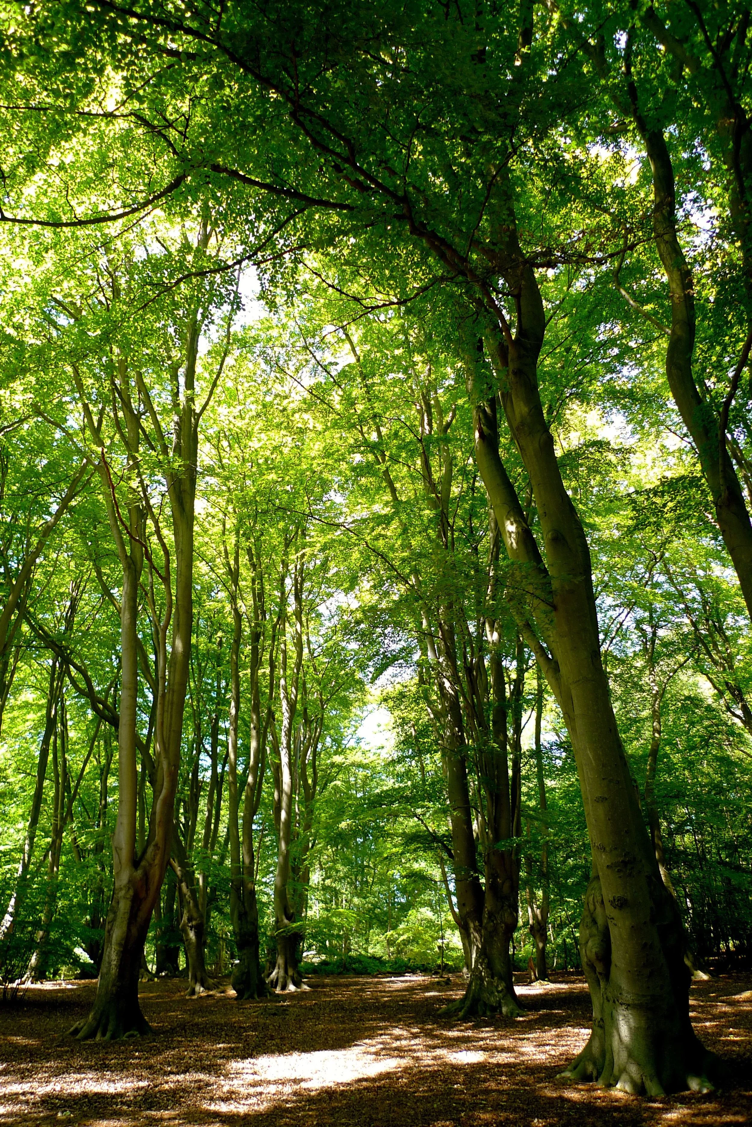 Discovering Epping Forest.jpg
