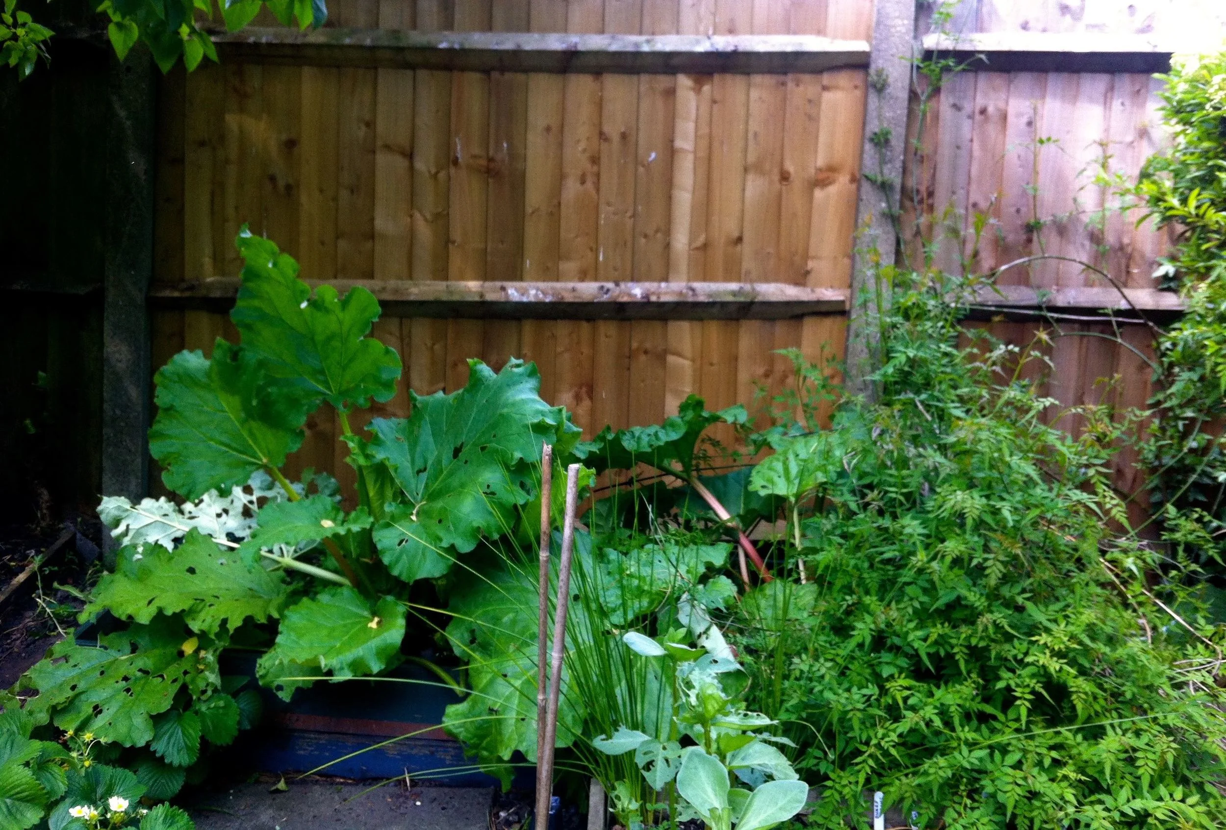 RHUBARB AND FLOPPING JASMINE (ON THE RIGHT)