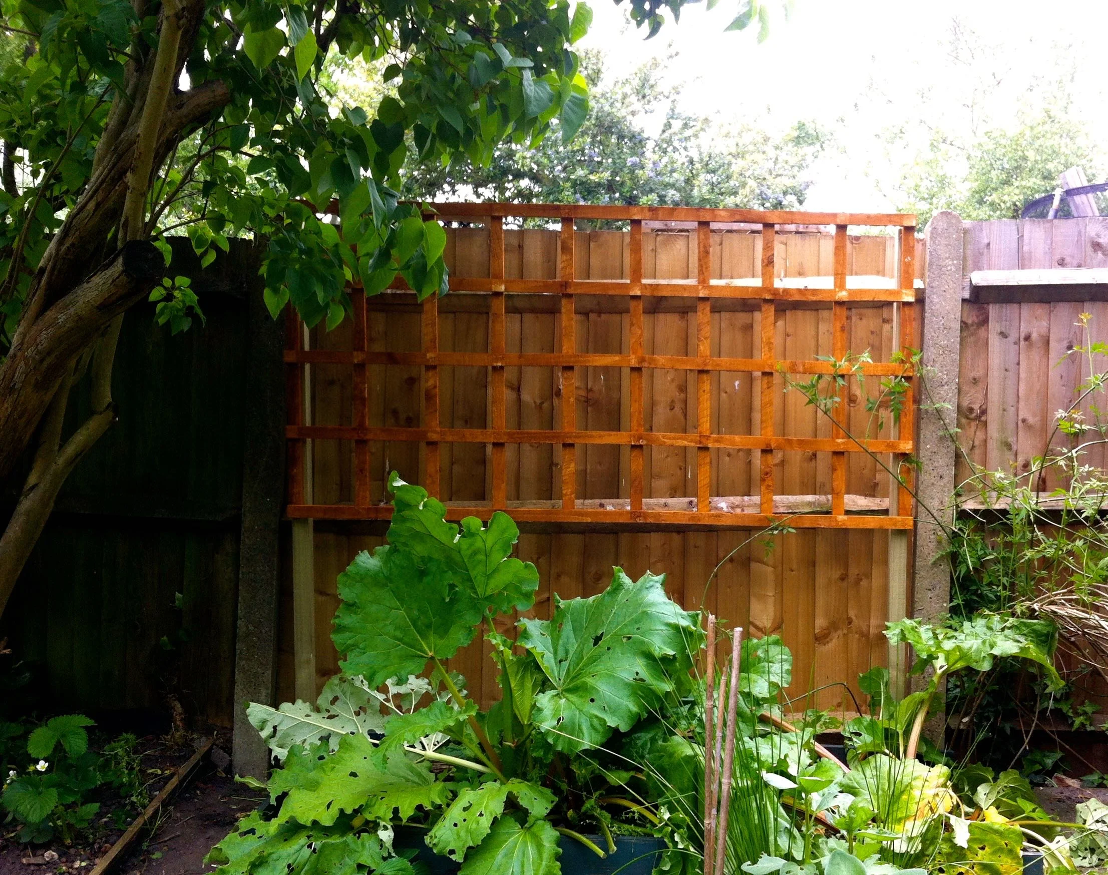 the trellis is up.jpg