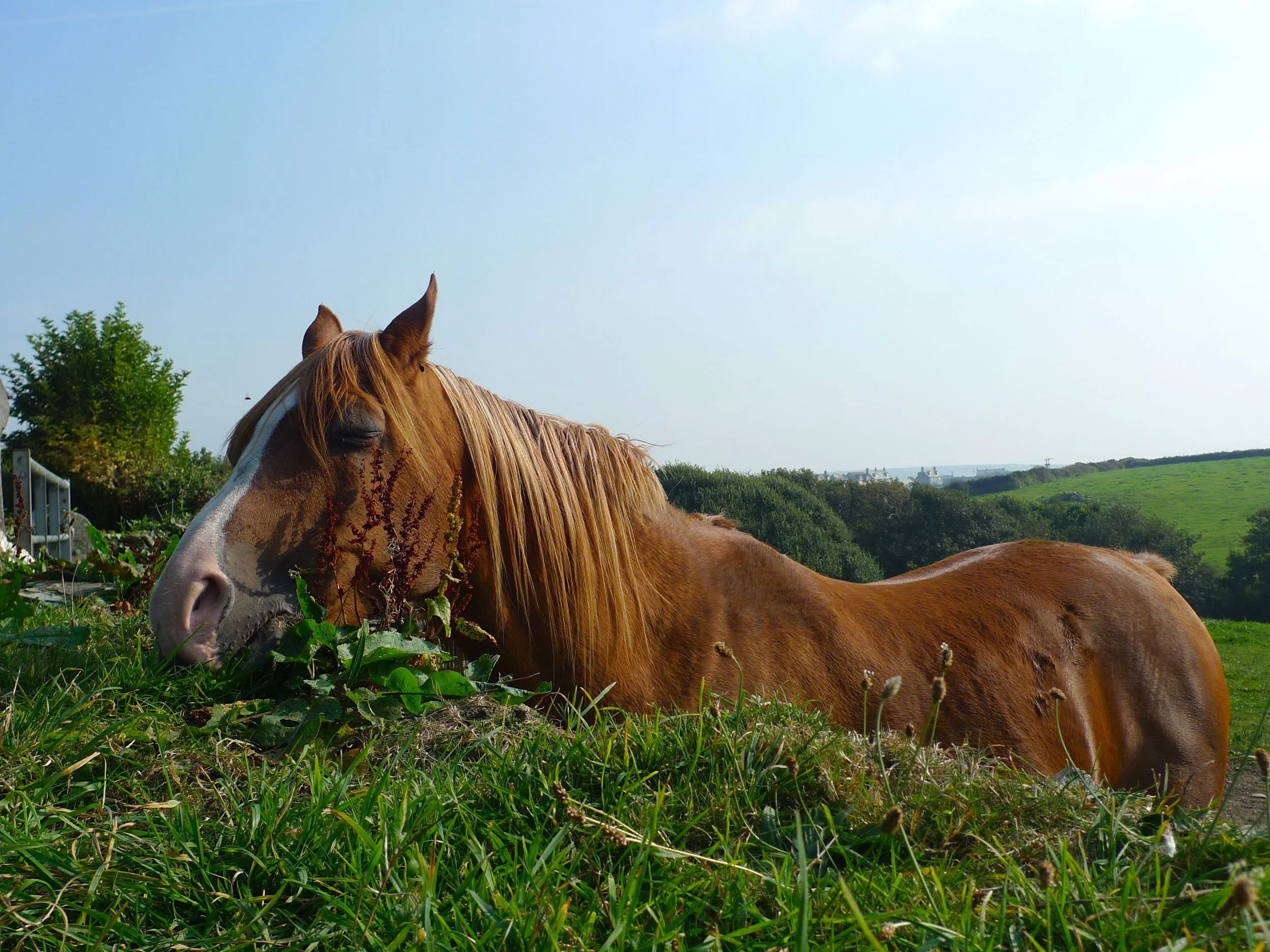 horse.jpg