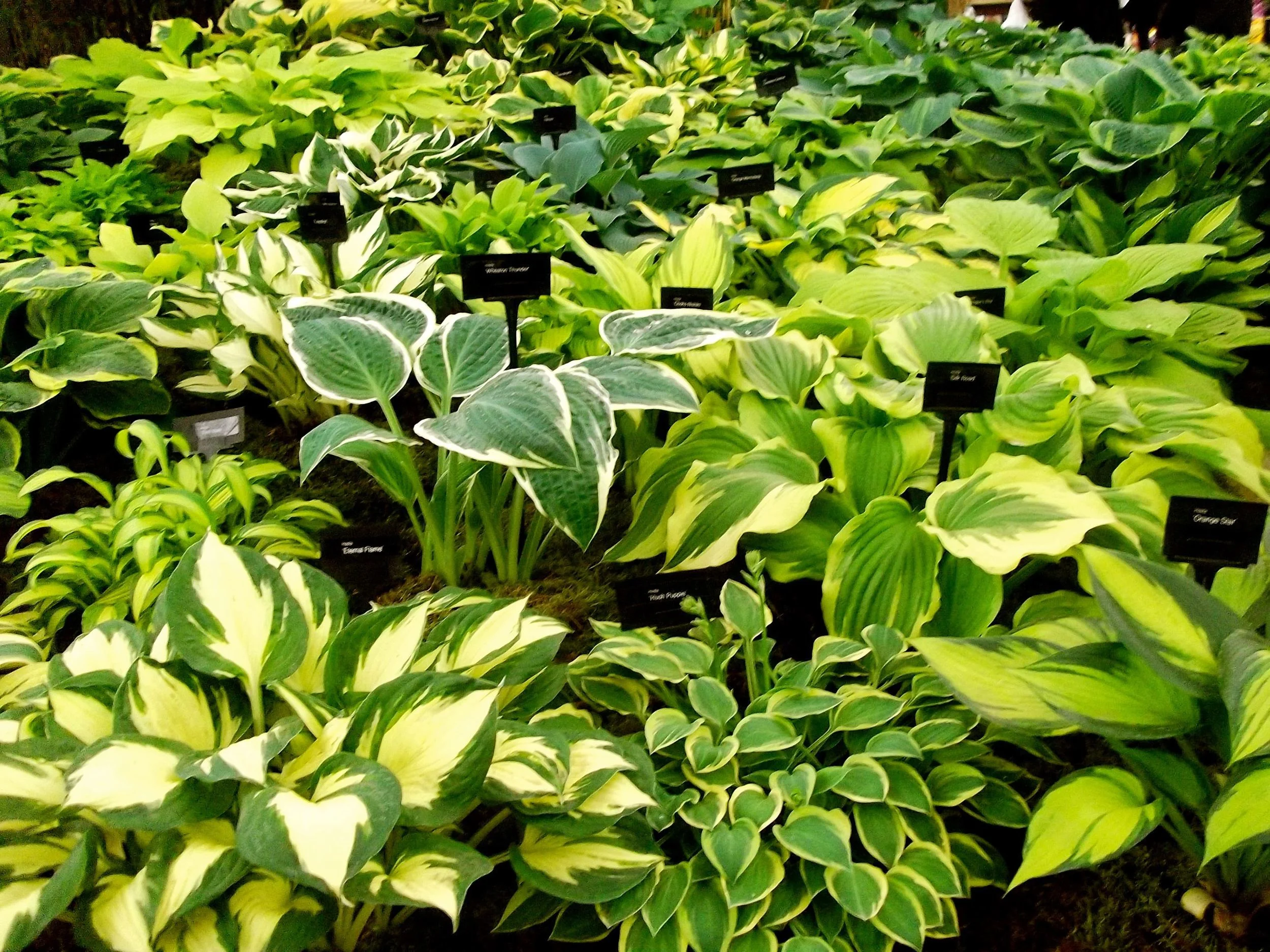 hostas at the chelsea flower show.jpg