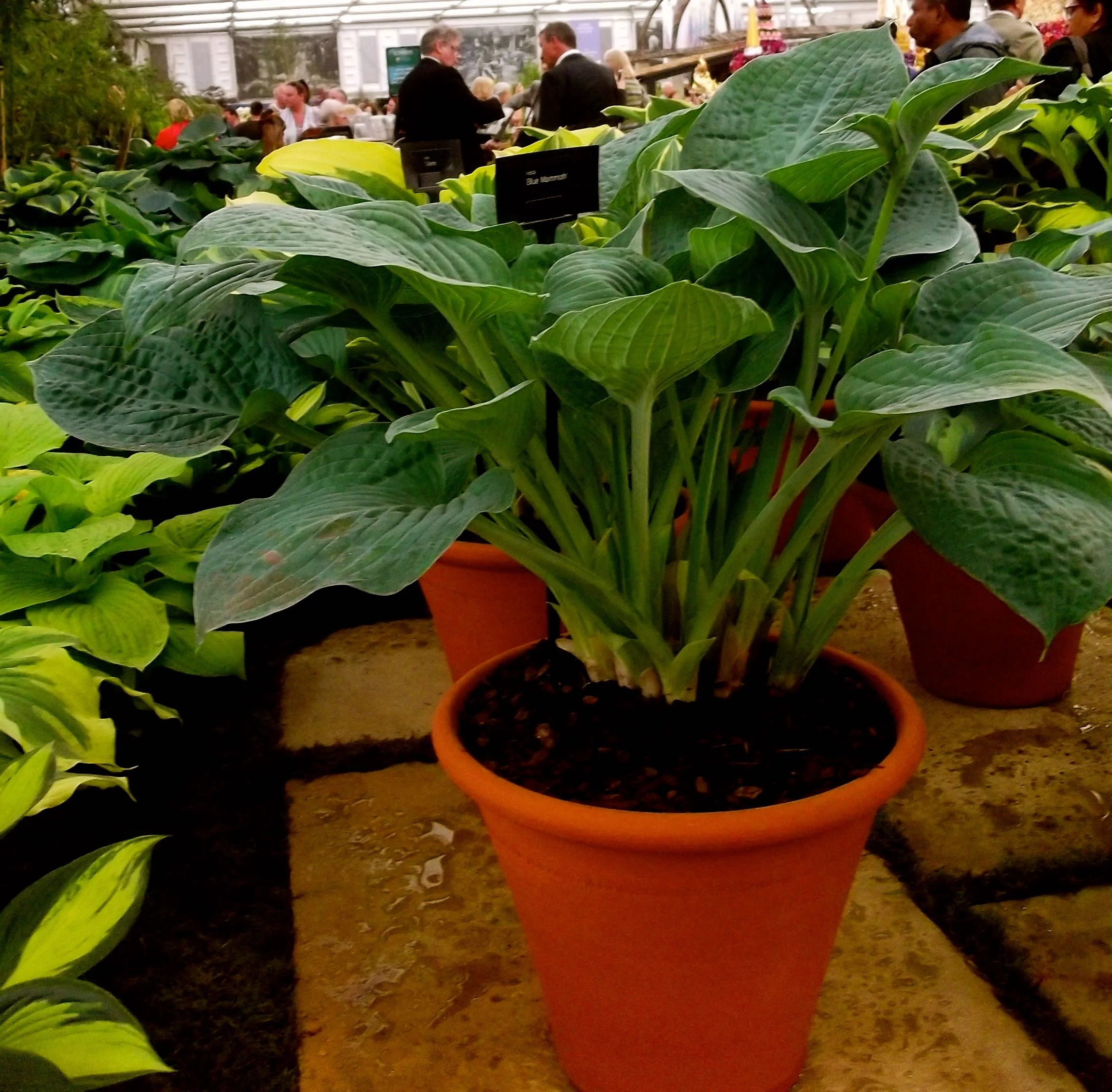 Hostas at the Chelsea Flower Show.jpg