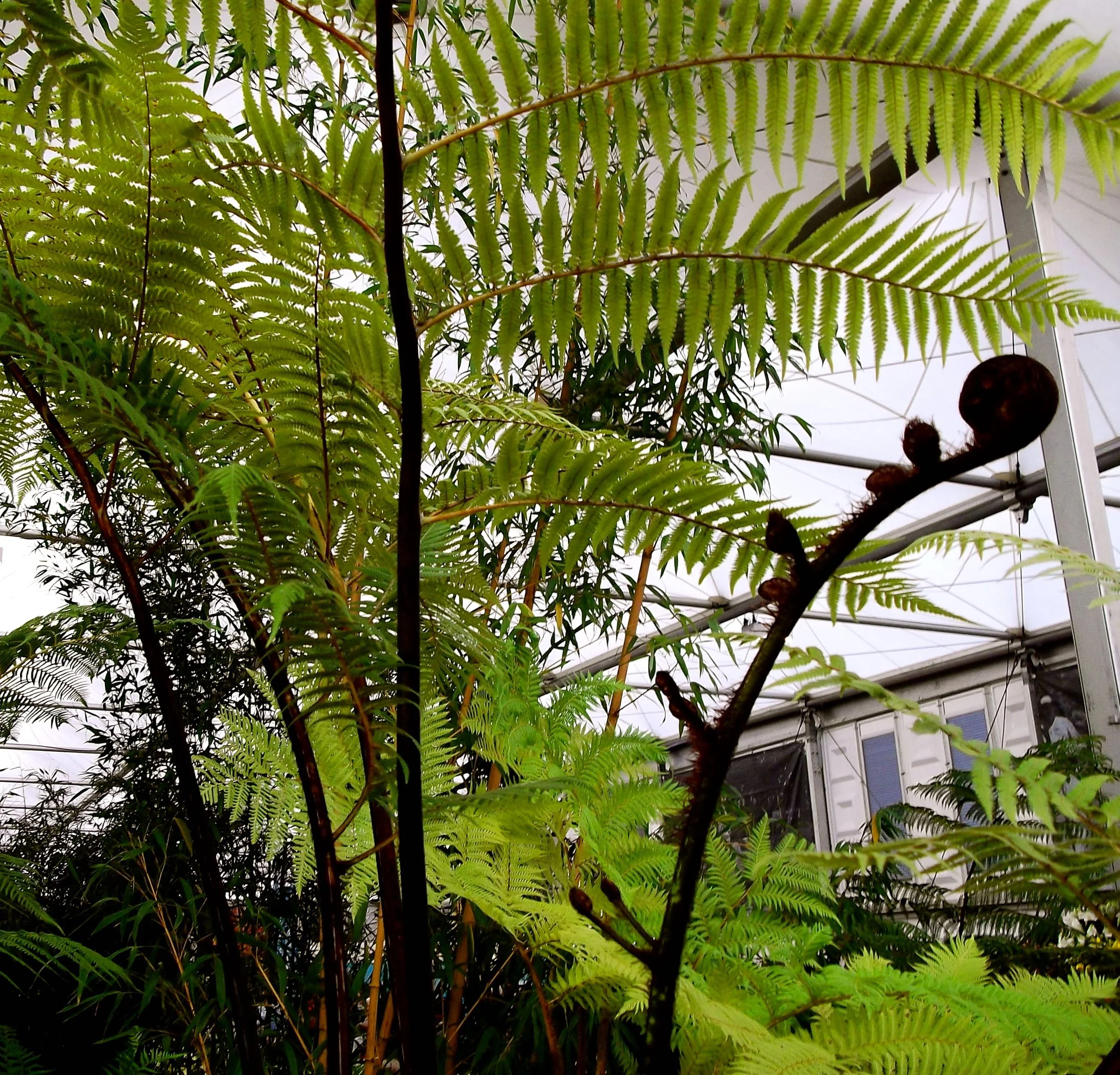 Fern love at the Ideal Home Show.jpg