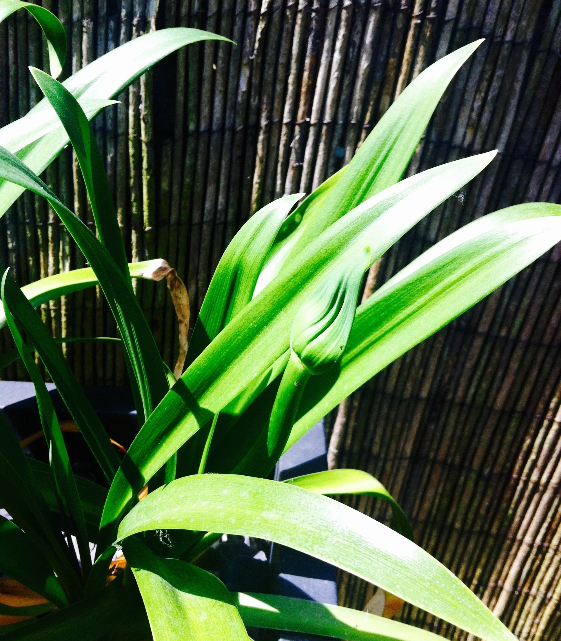 AGAPANTHUS
