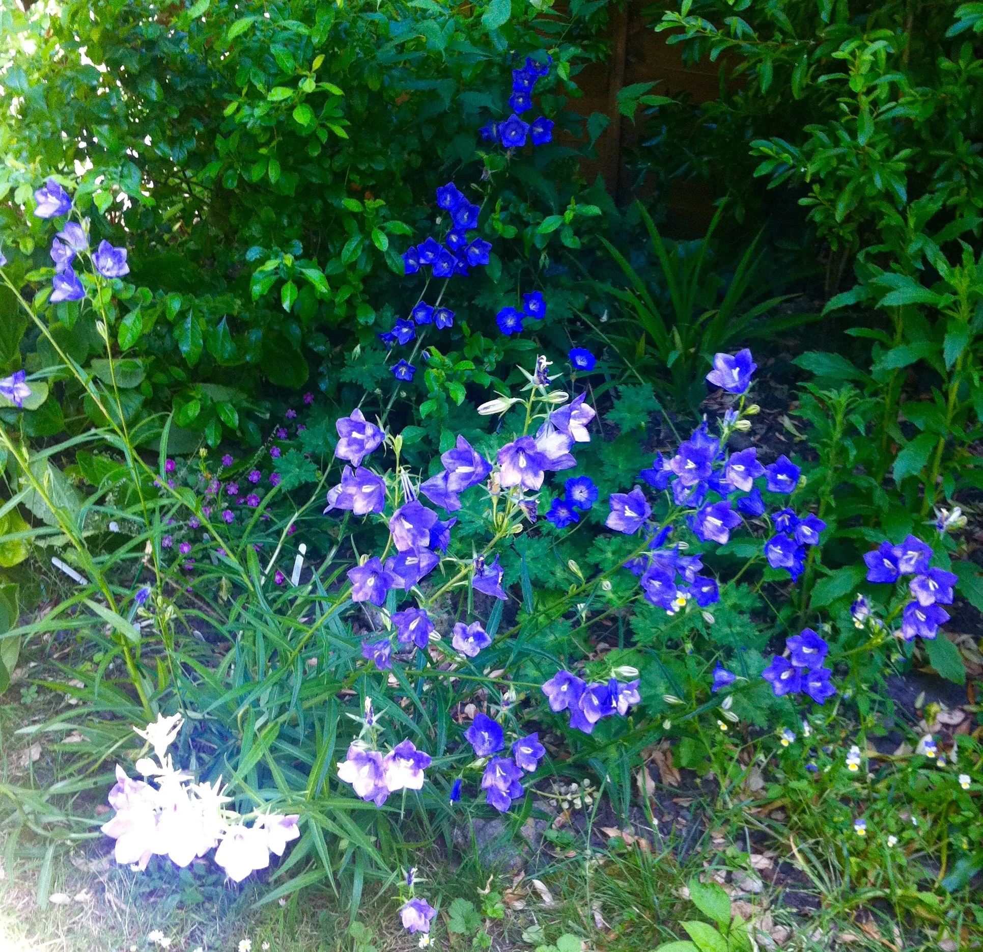 UNRULY CANTERBURY BELLS