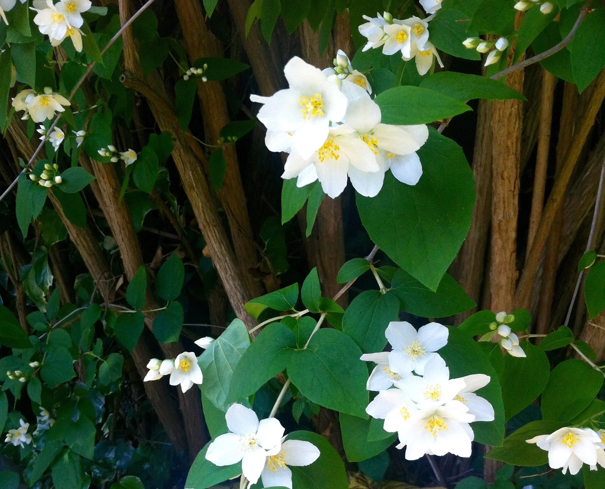 MOCK ORANGE