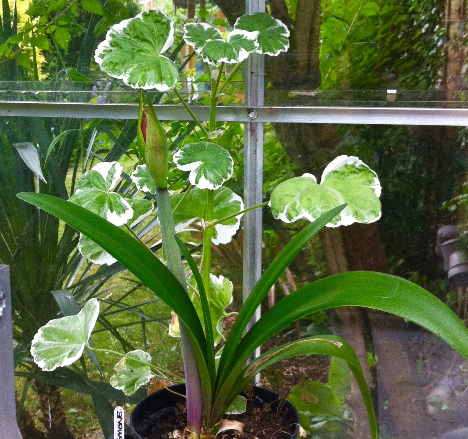 AMARYLLIS AND VARIGATED GERANIUM
