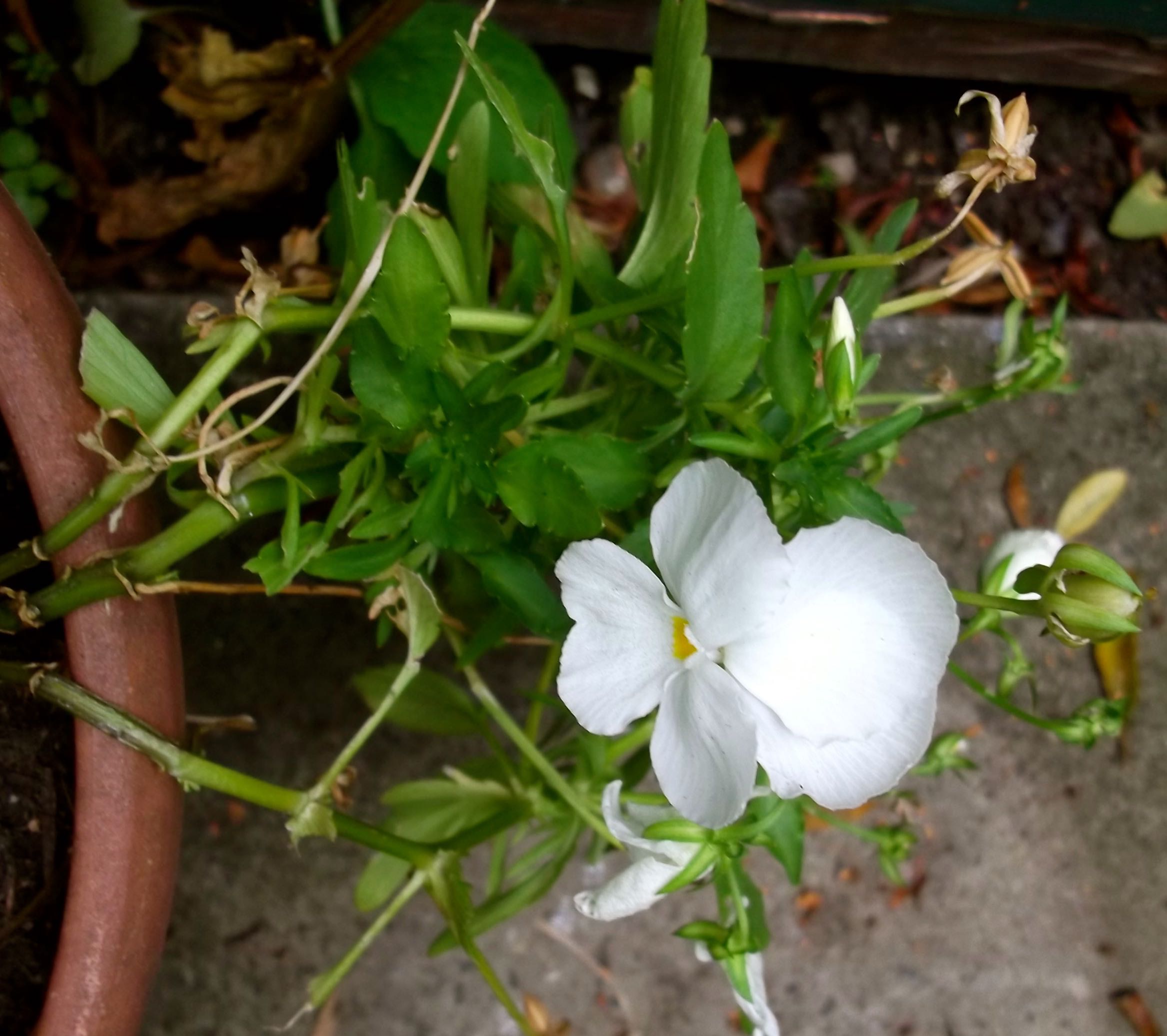 THE WINTER PANSIES WHICH ALTHOUGH ARE A BIT STRAGGLY NOW KEEP ON FLOWERING